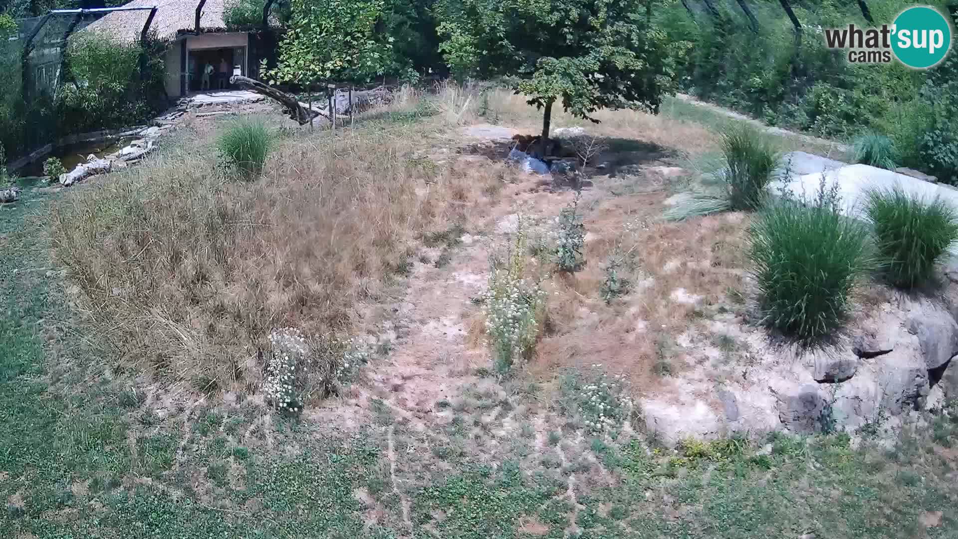 Zoo Ljubljana camera en vivo Leones