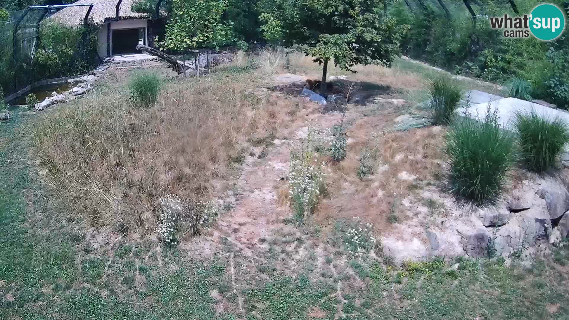 Zoo Ljubljana web kamera Lavovi