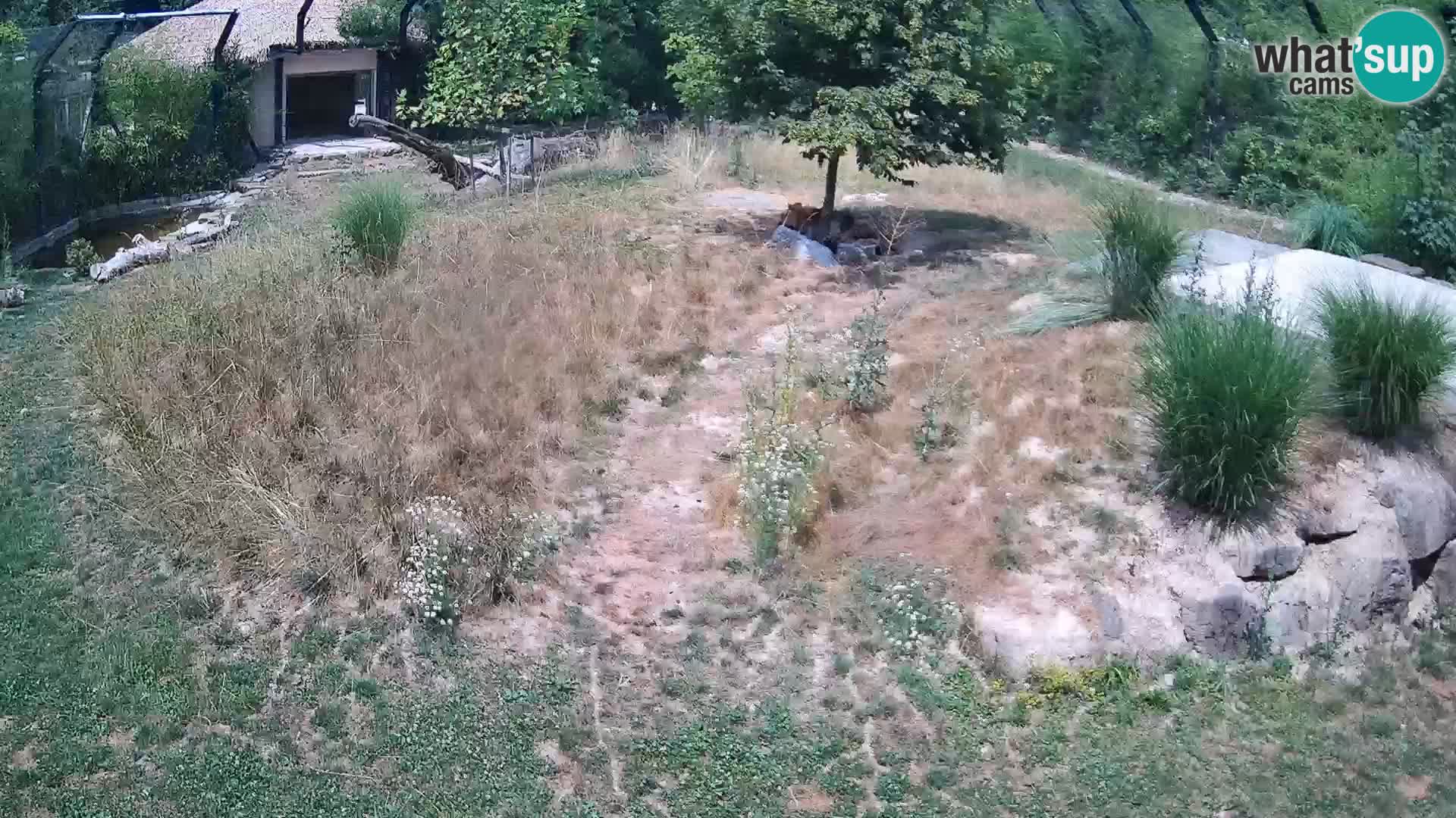 Zoo Ljubljana web kamera Lavovi