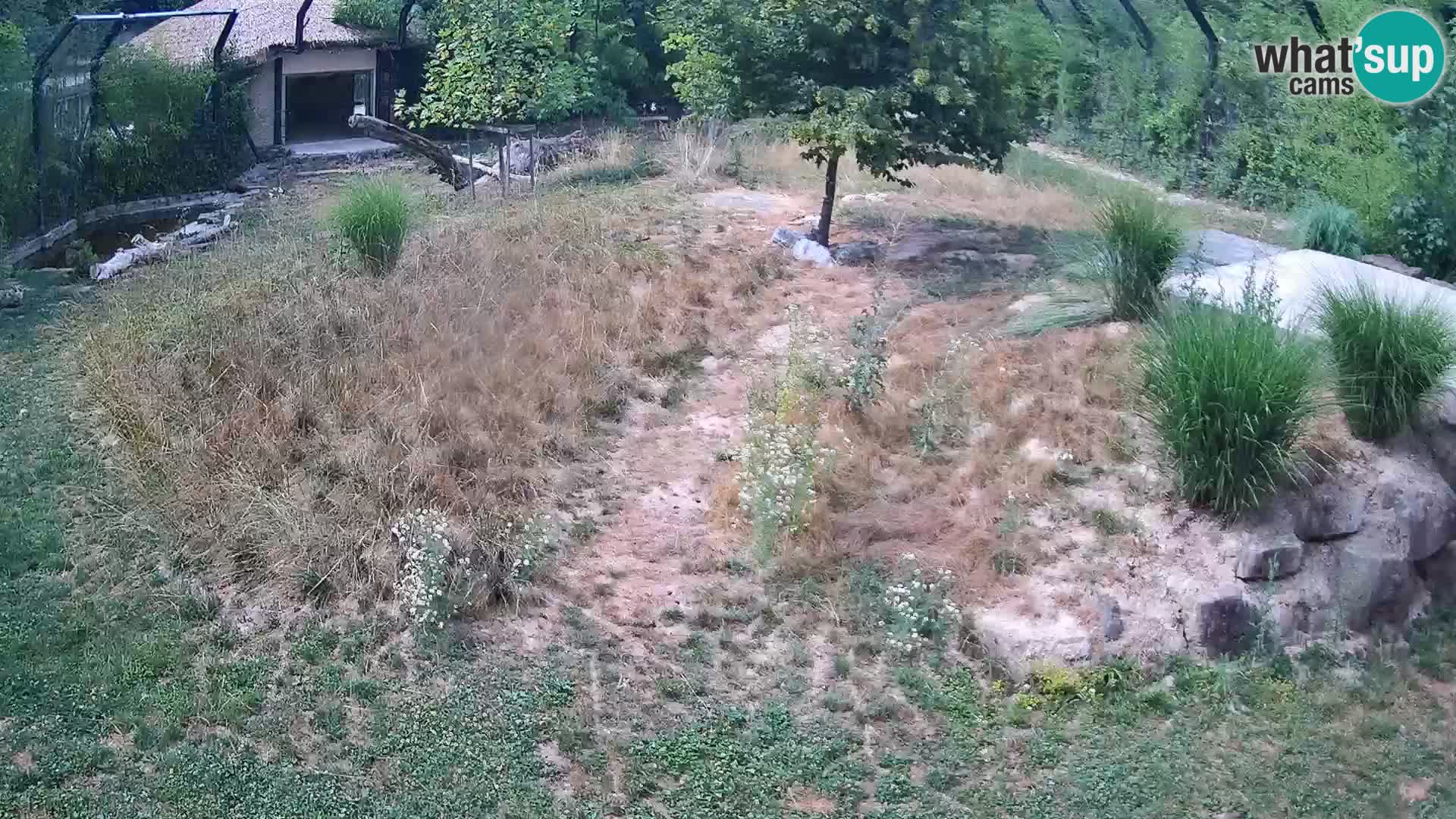 Zoo Ljubljana webcam Löwen