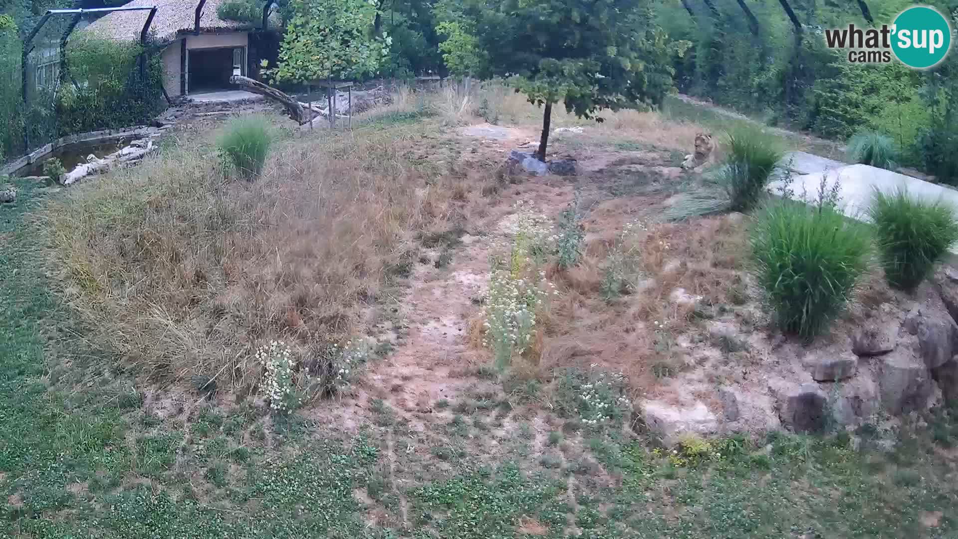 Ljubljana Zoo webcam Lion