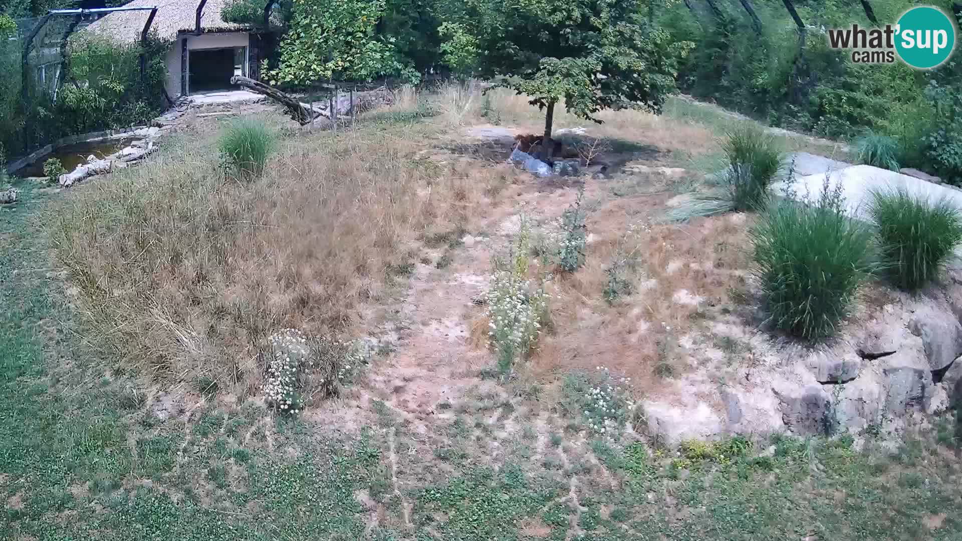 Zoo Ljubljana camera en vivo Leones