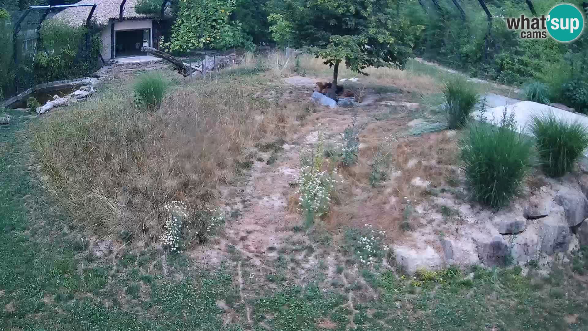 Zoo Ljubljana camera en vivo Leones