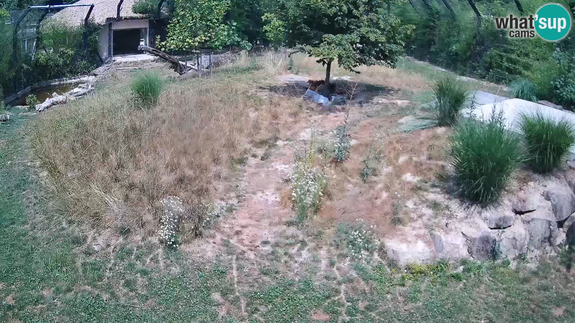 Zoo Ljubljana camera en vivo Leones