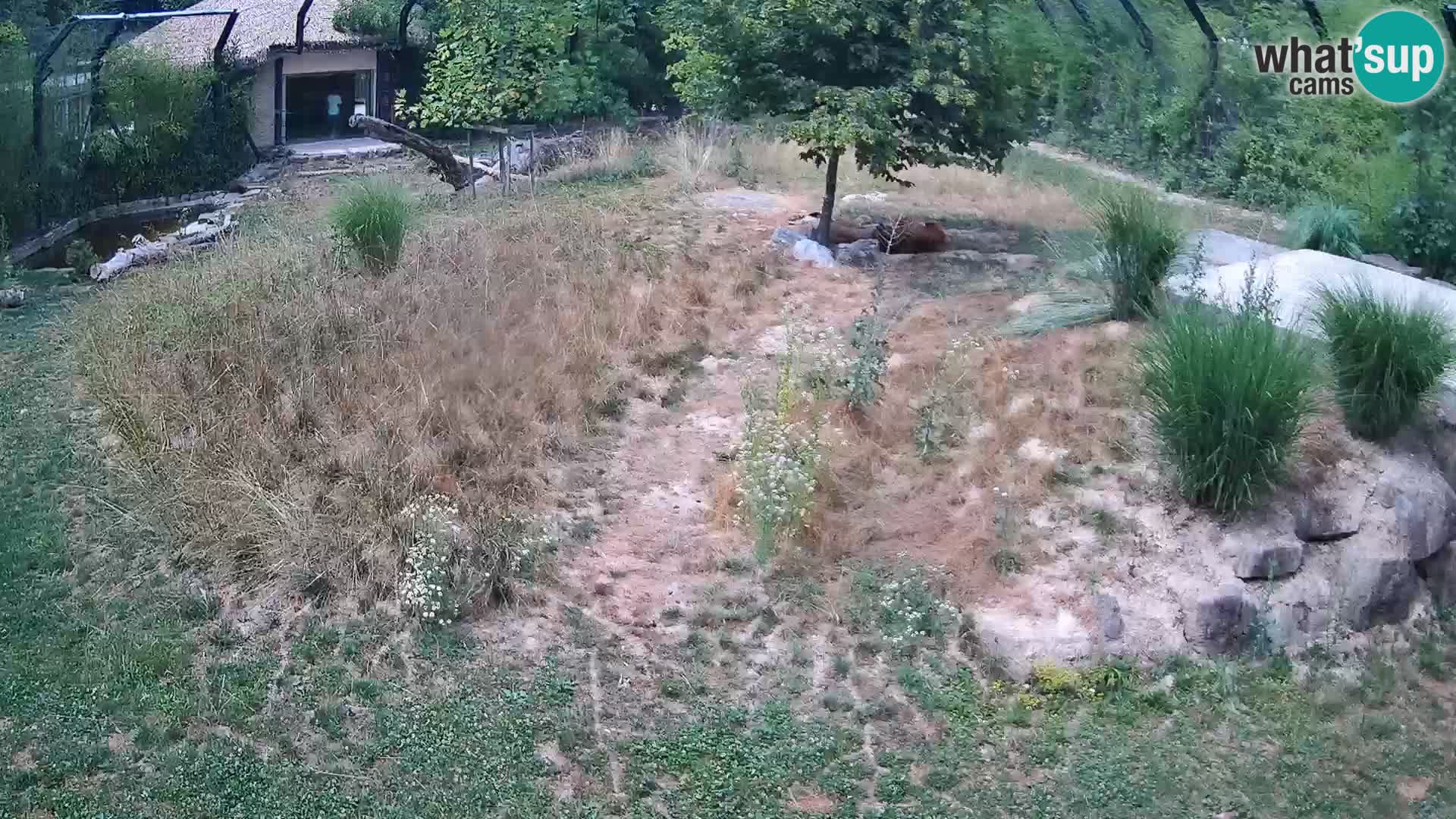 Ljubljana Zoo webcam Lion