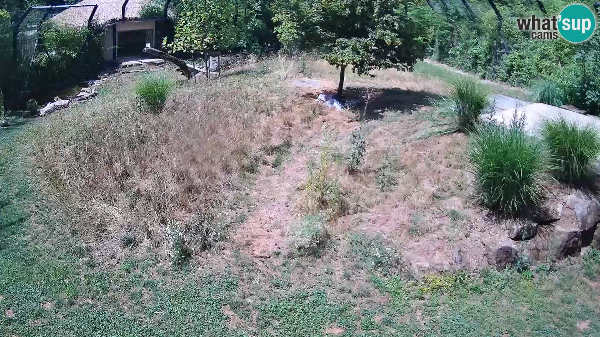 Zoo Ljubljana webcam Löwen
