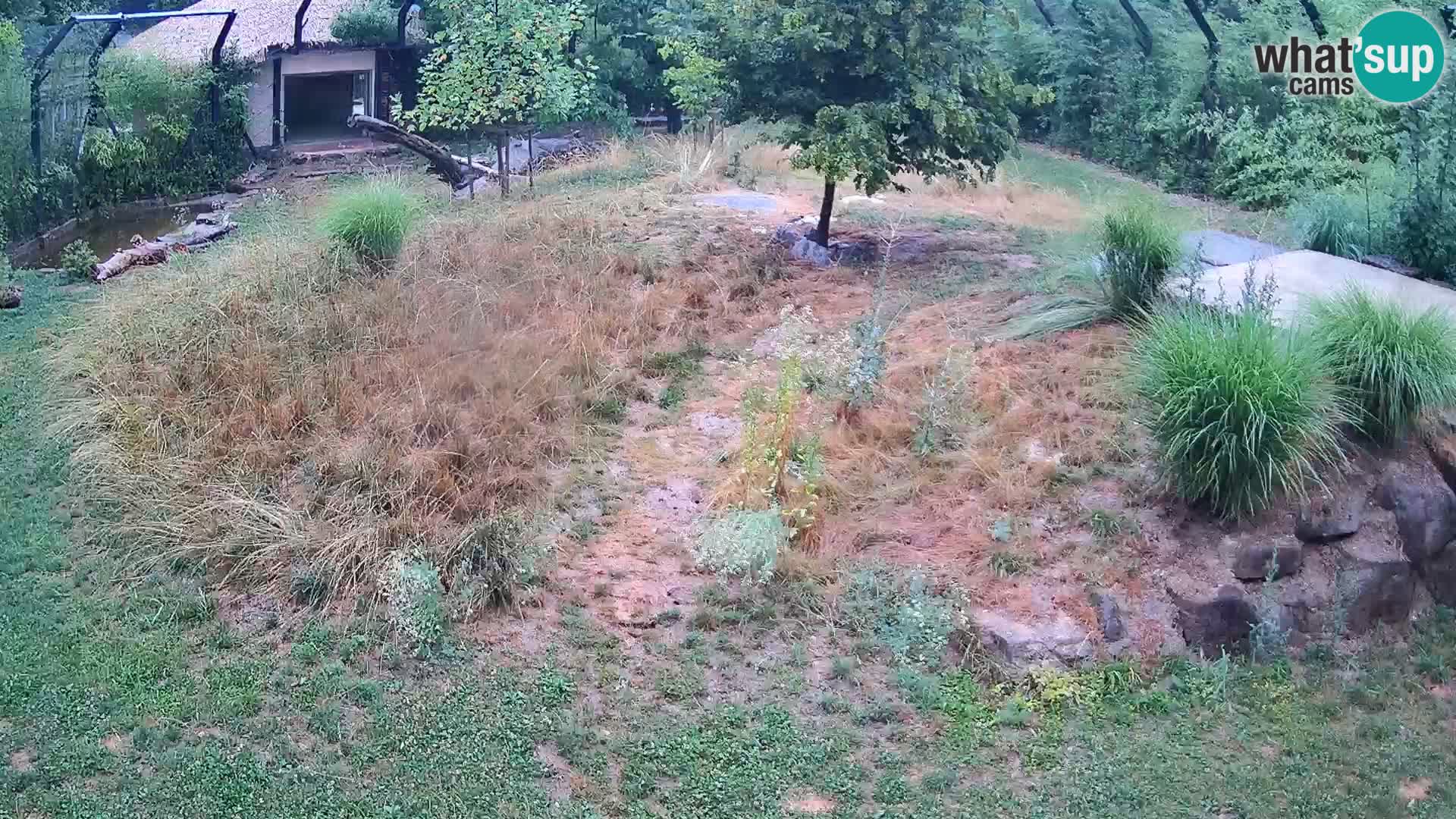 Zoo Lubiana live webcam Leoni