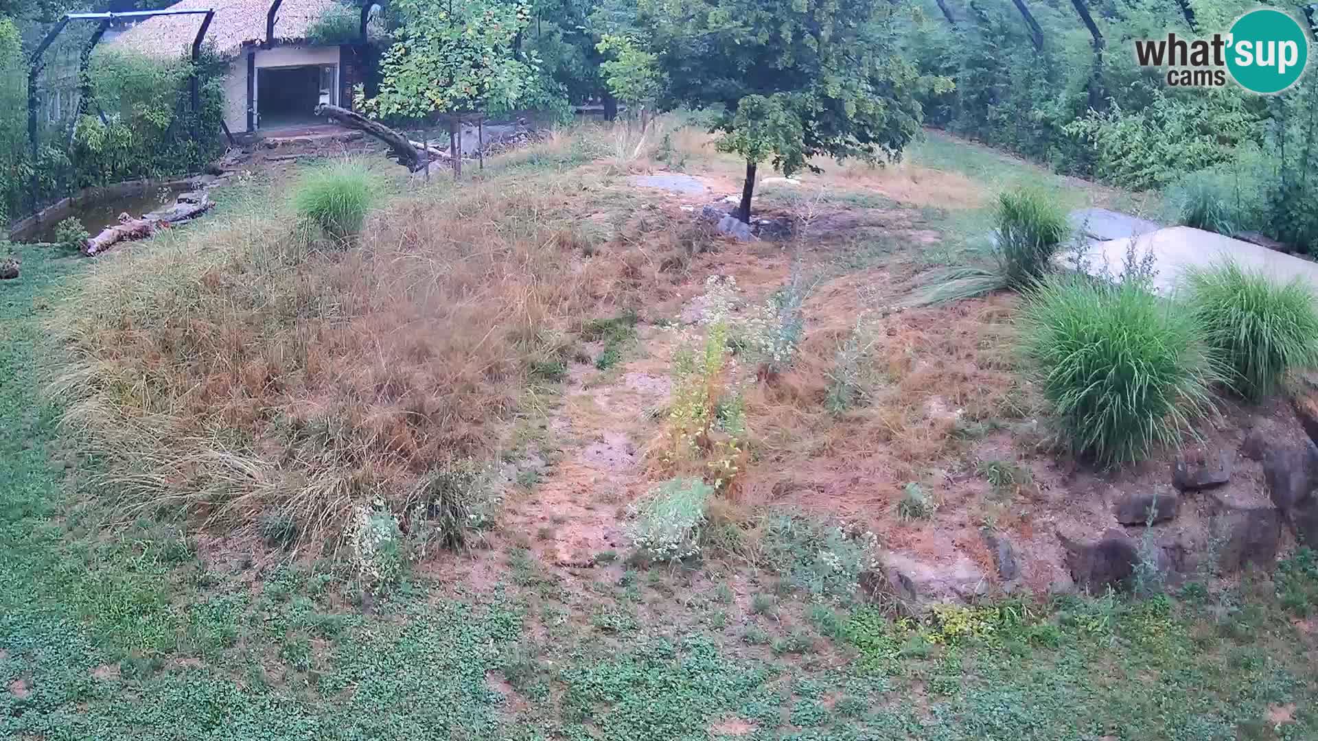 Zoo Ljubljana webcam Löwen