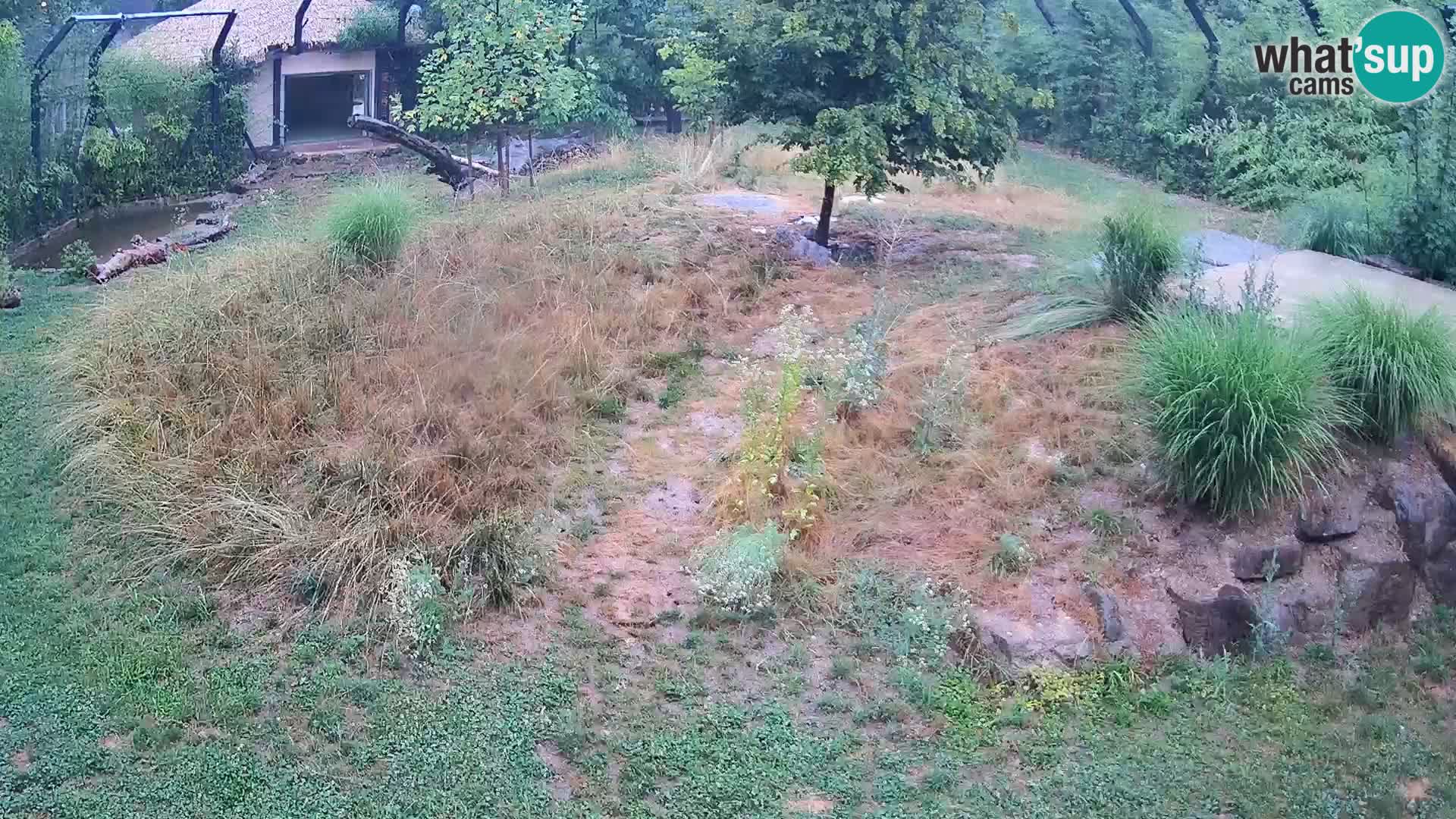 Zoo Lubiana live webcam Leoni