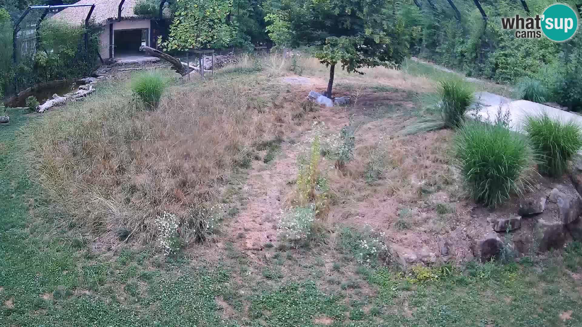 Zoo Ljubljana webcam Löwen