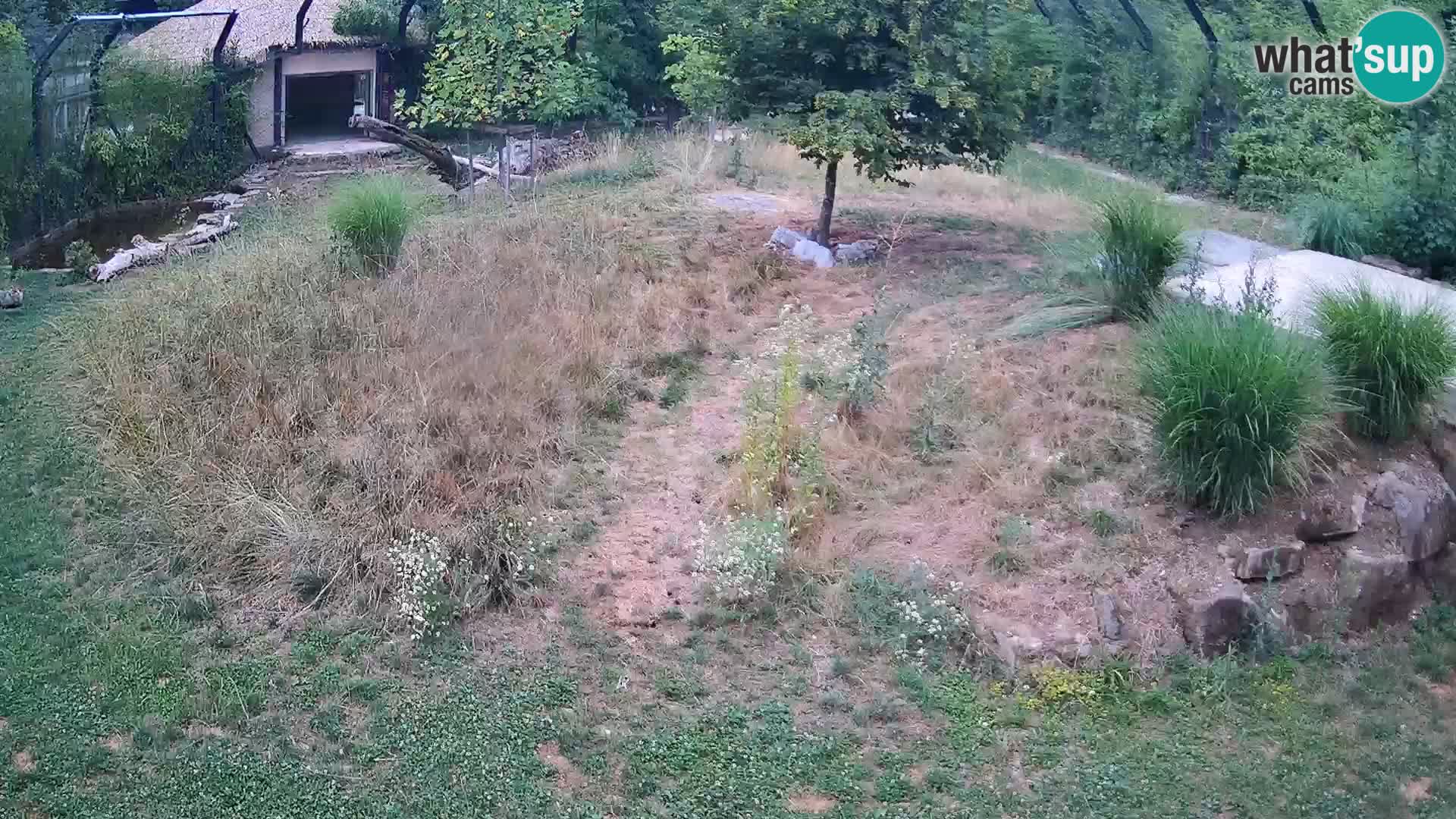 Zoo Ljubljana web kamera Lavovi