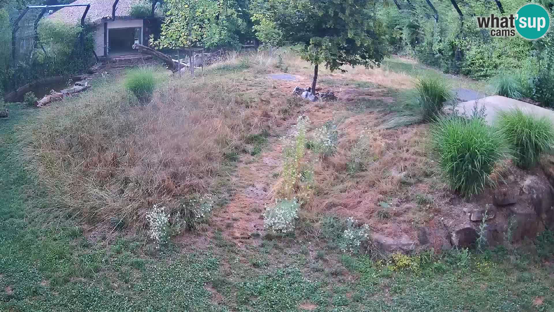 Ljubljana Zoo webcam Lion