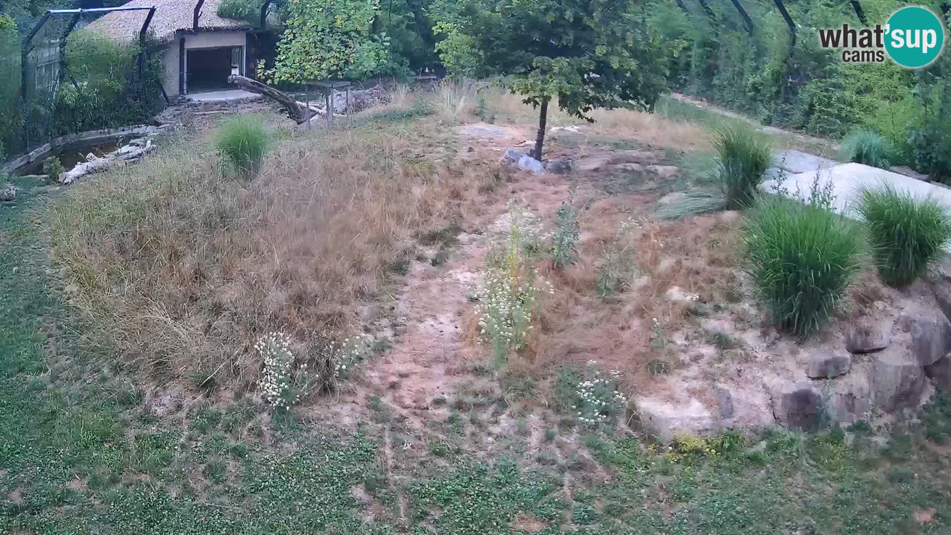 Zoo Ljubljana web kamera Lavovi