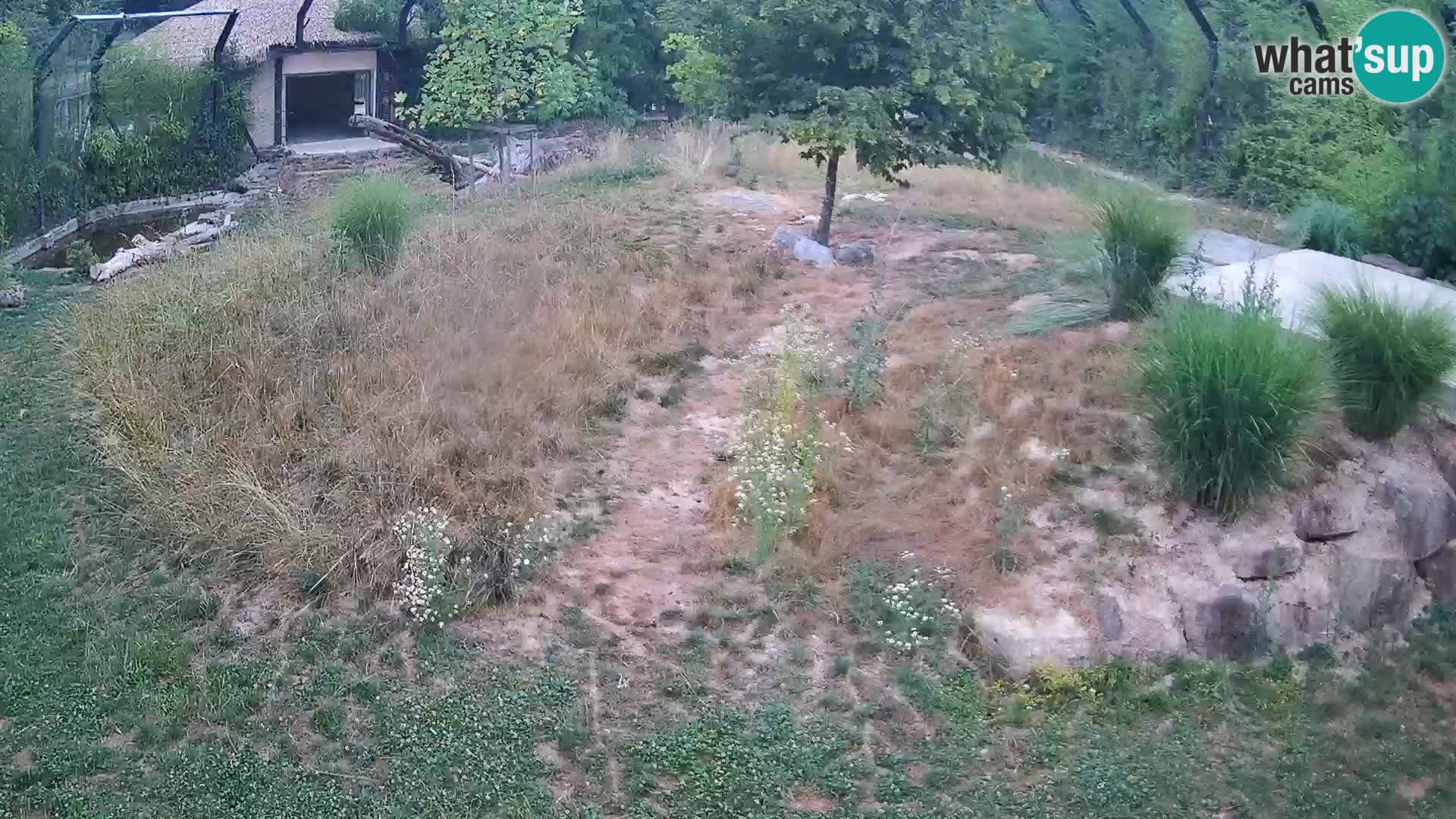 Ljubljana Zoo webcam Lion