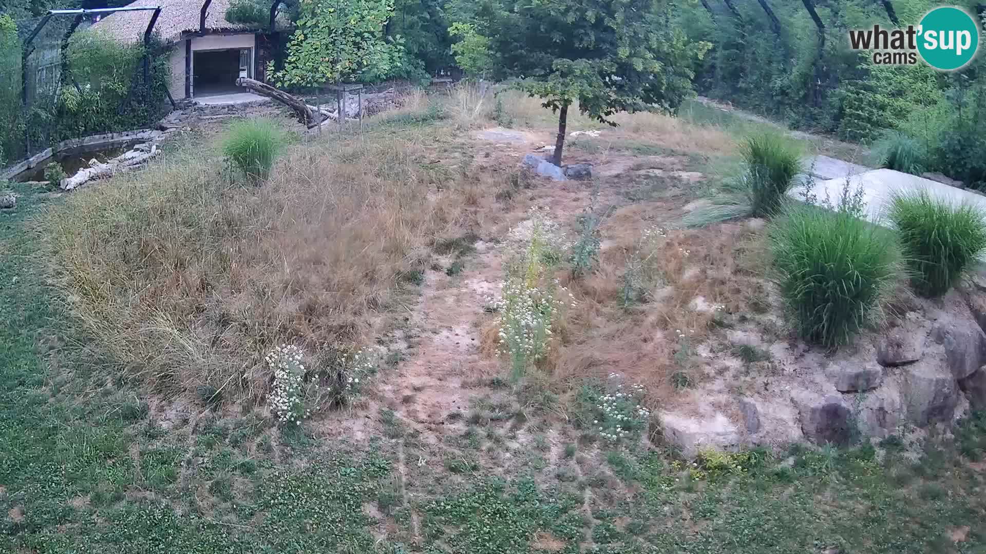 Live Ljubljana Zoo webcam Lion