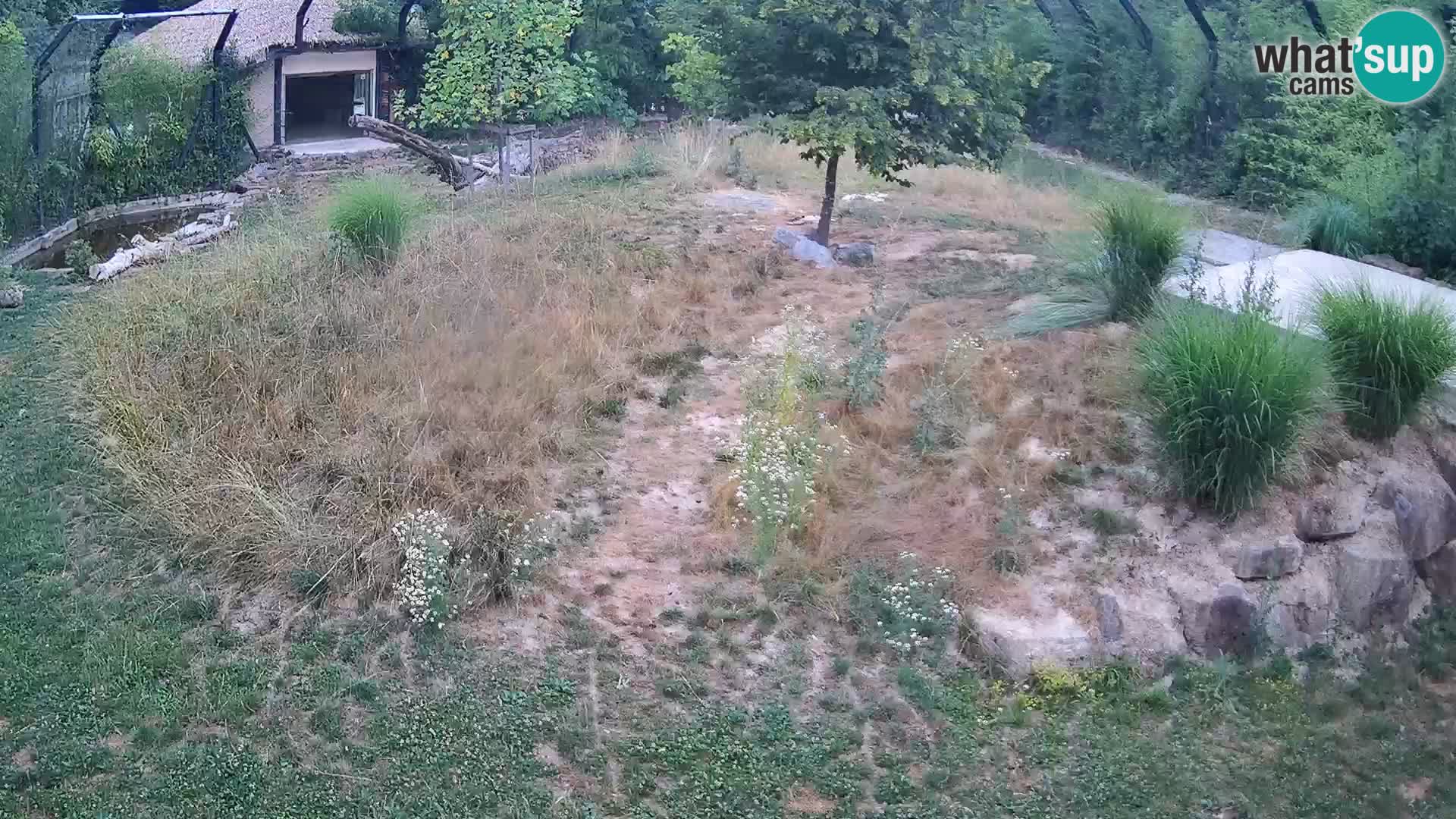 Zoo Ljubljana web kamera Lavovi