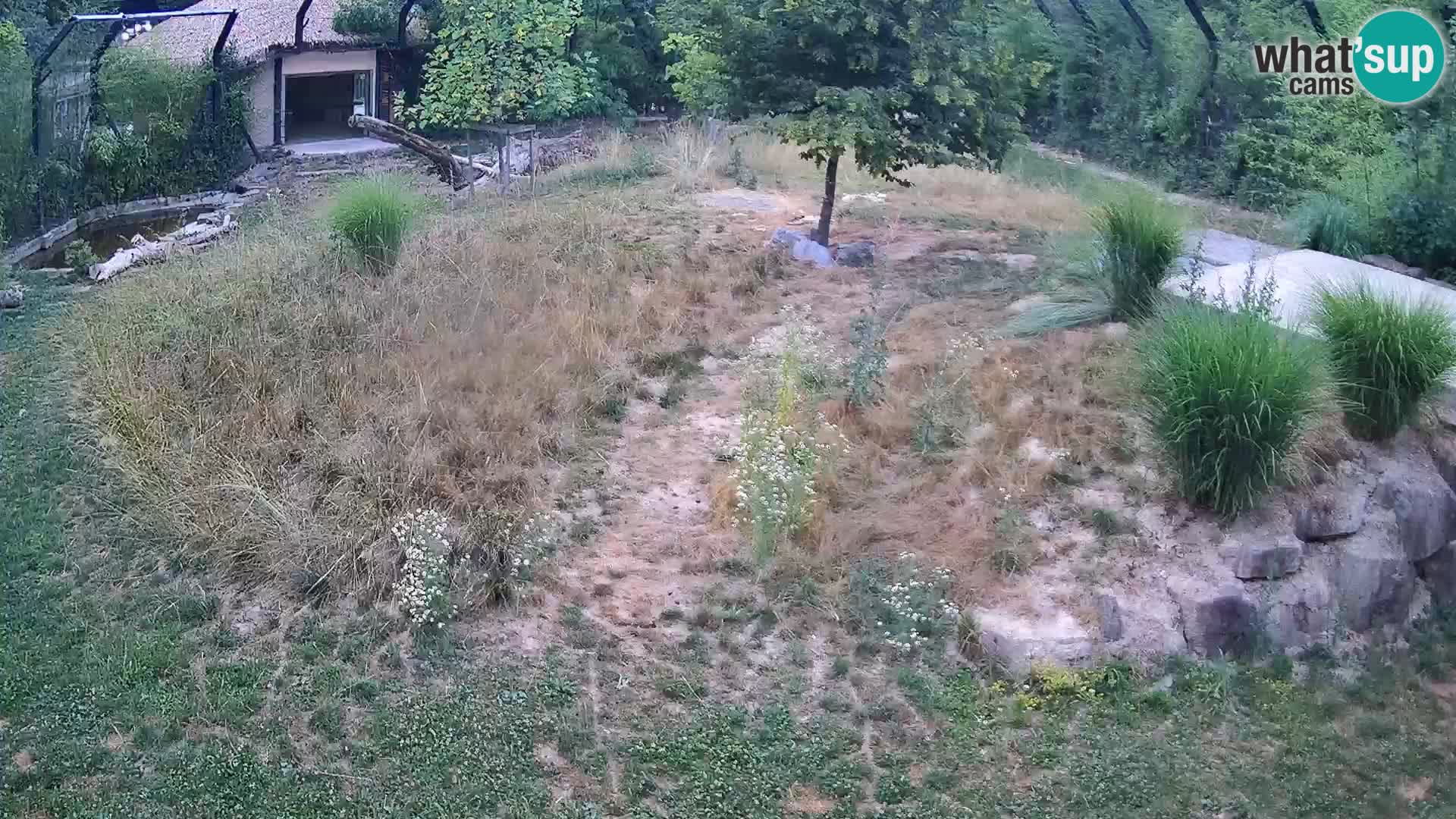 Zoo Ljubljana camera en vivo Leones