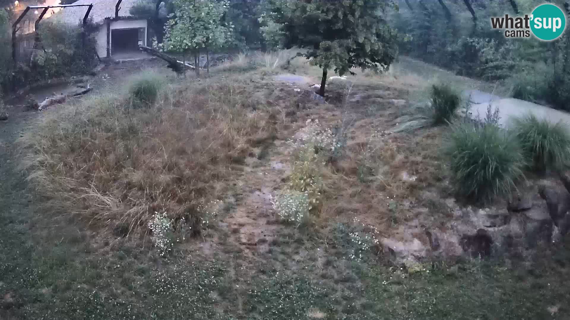 Zoo Ljubljana webcam Löwen
