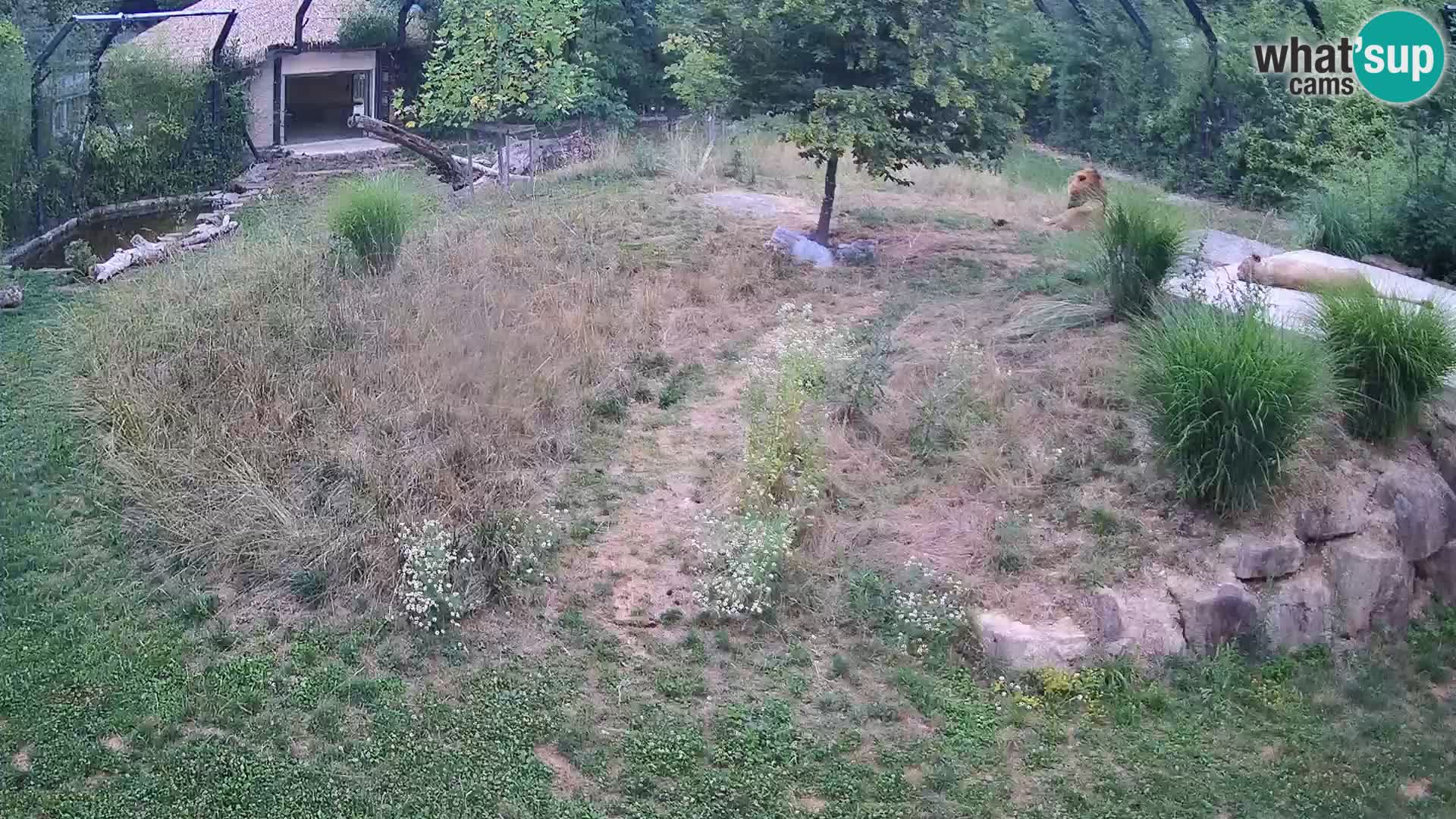 Live Ljubljana Zoo webcam Lion