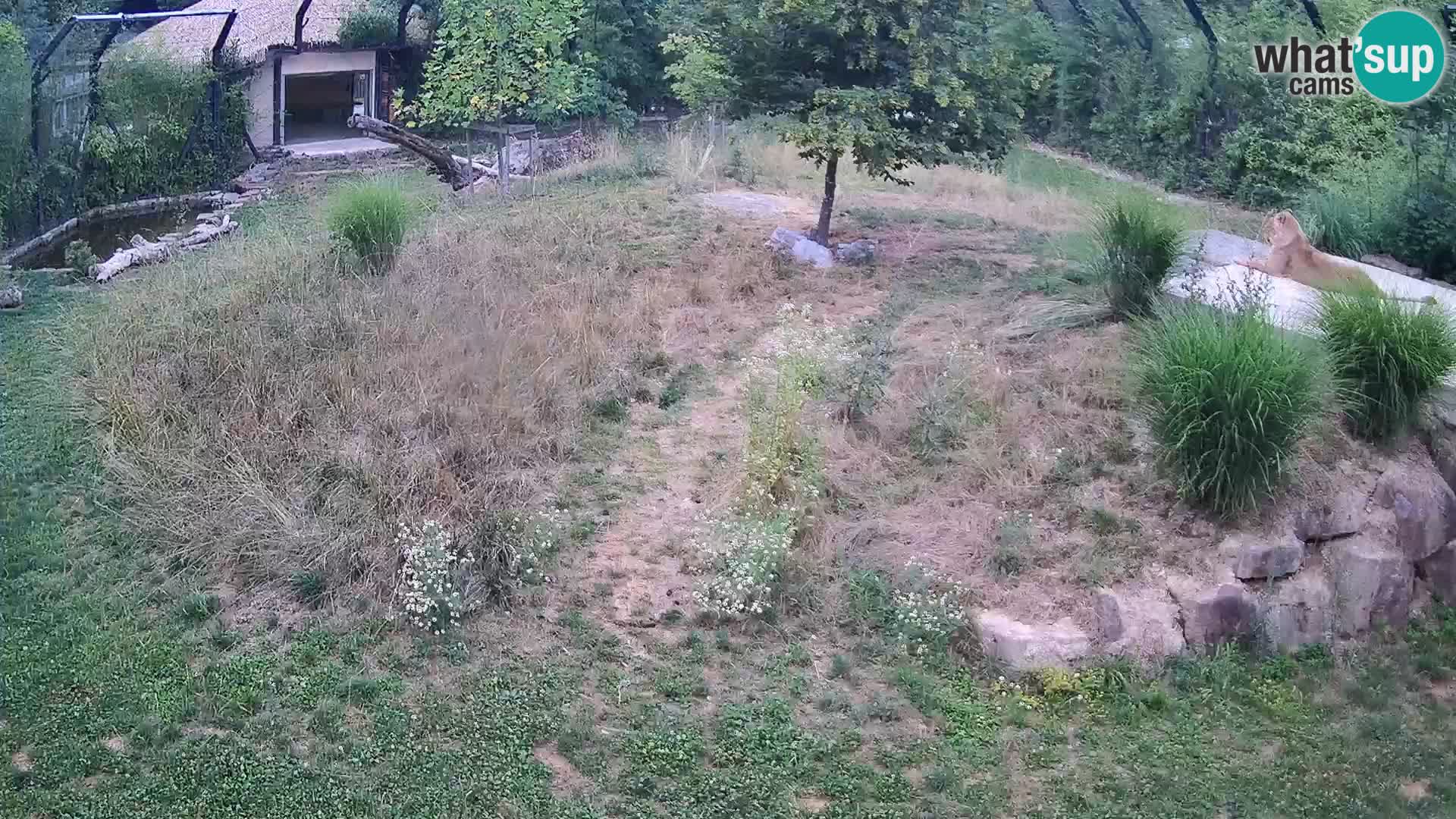 Zoo Lubiana live webcam Leoni