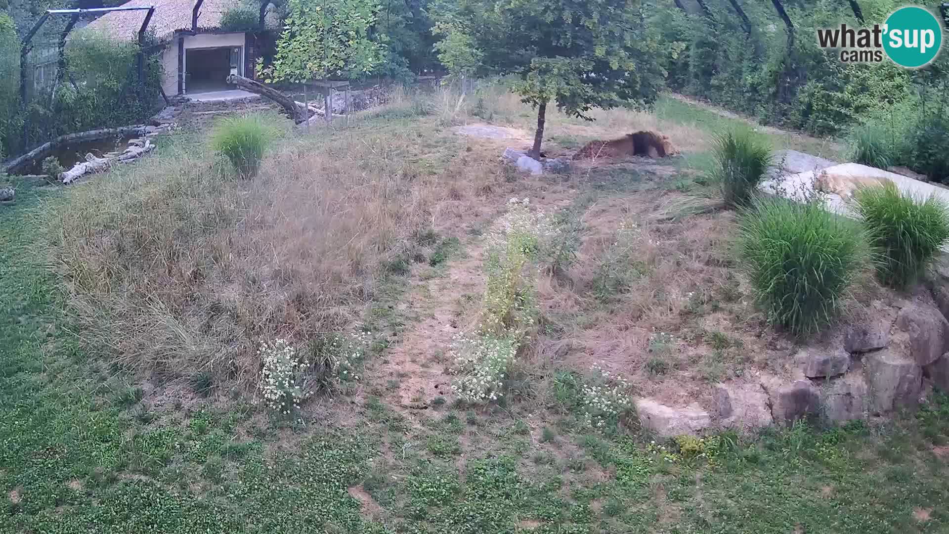 Zoo Ljubljana webcam Löwen