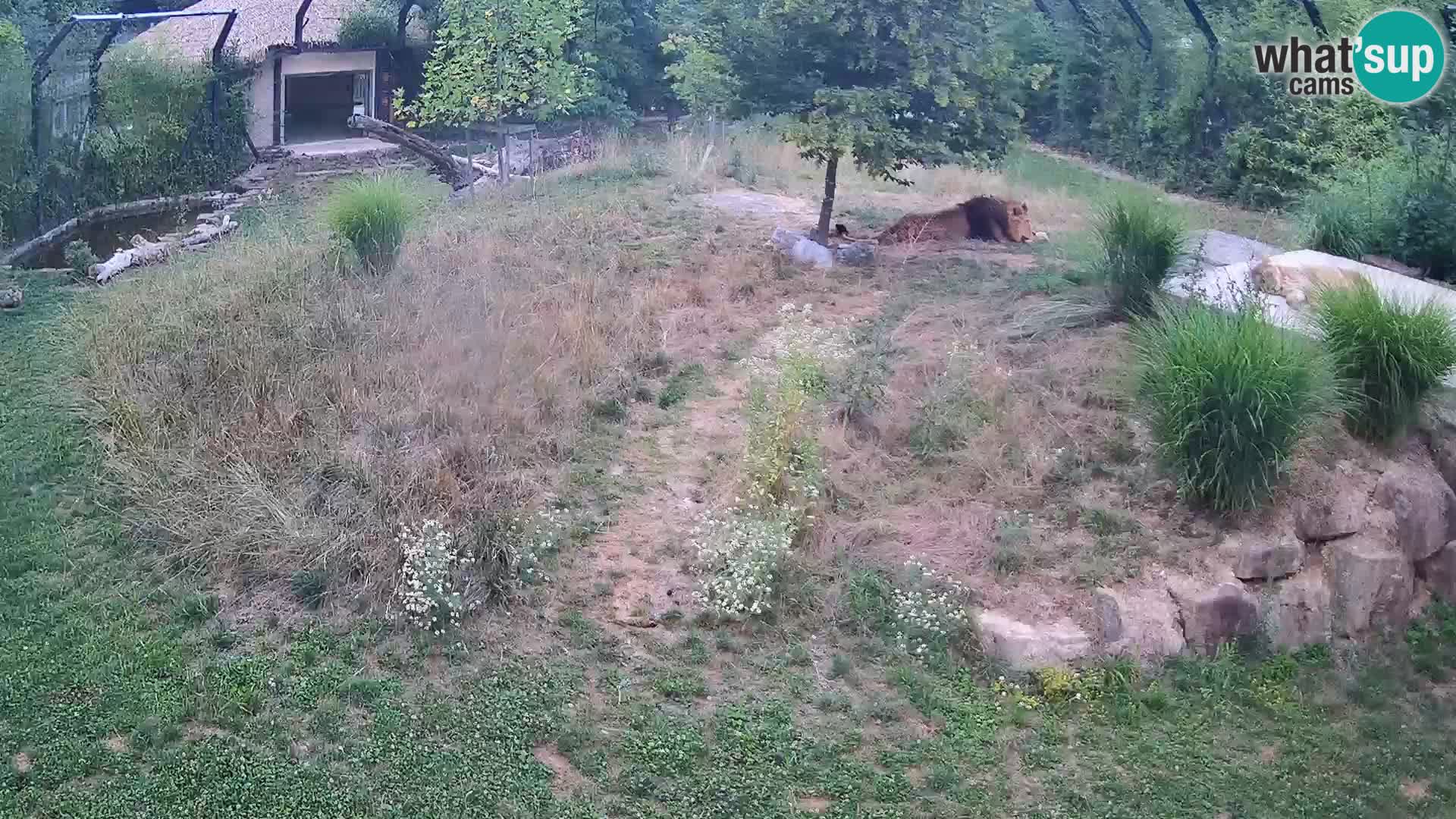 Live Ljubljana Zoo webcam Lion