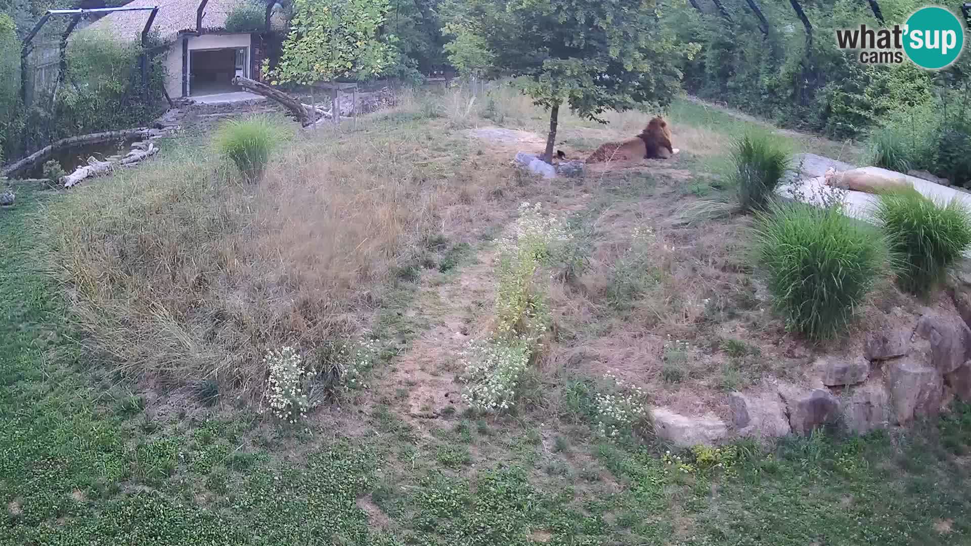 Live Ljubljana Zoo webcam Lion