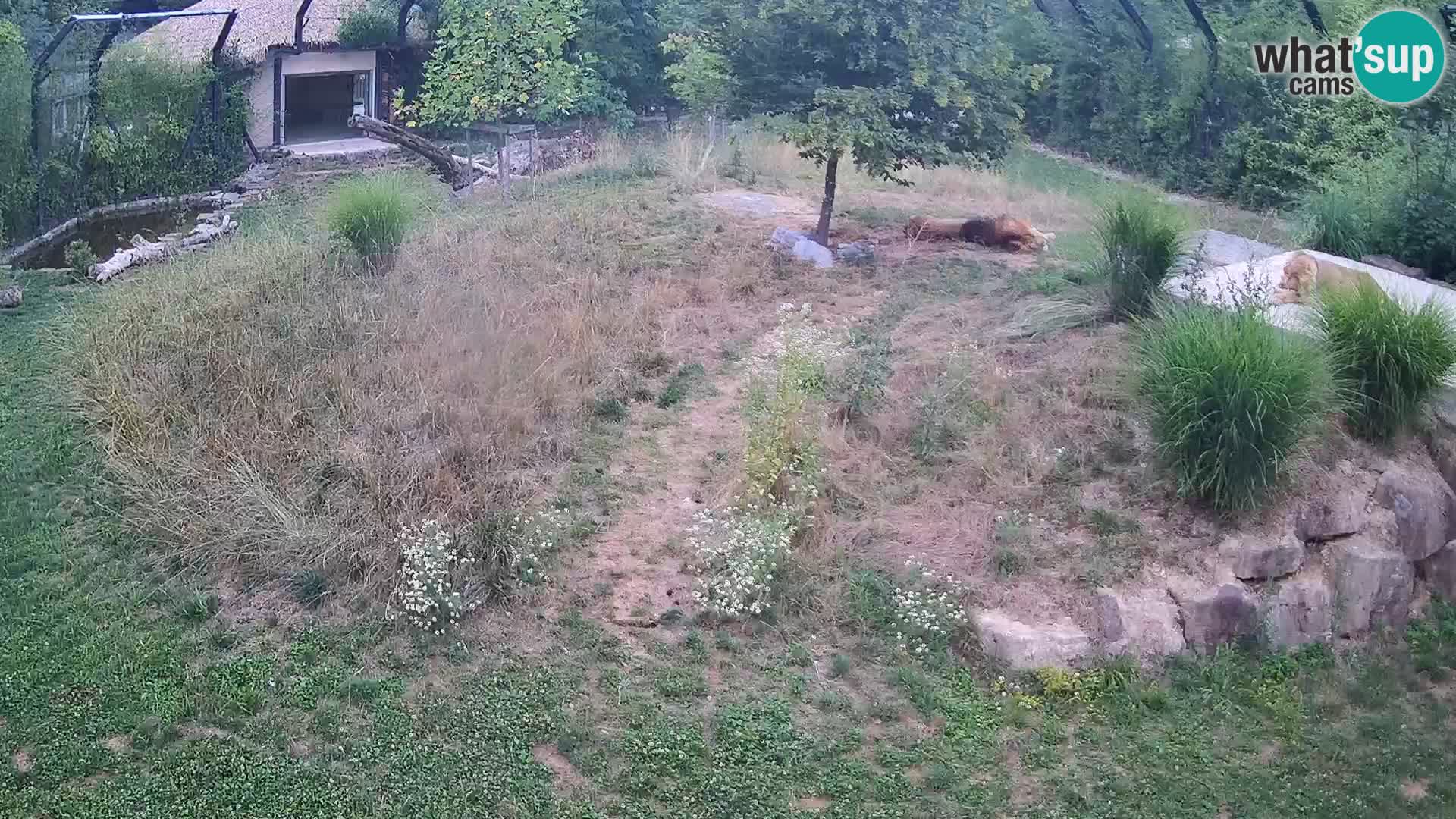 Ljubljana Zoo webcam Lion