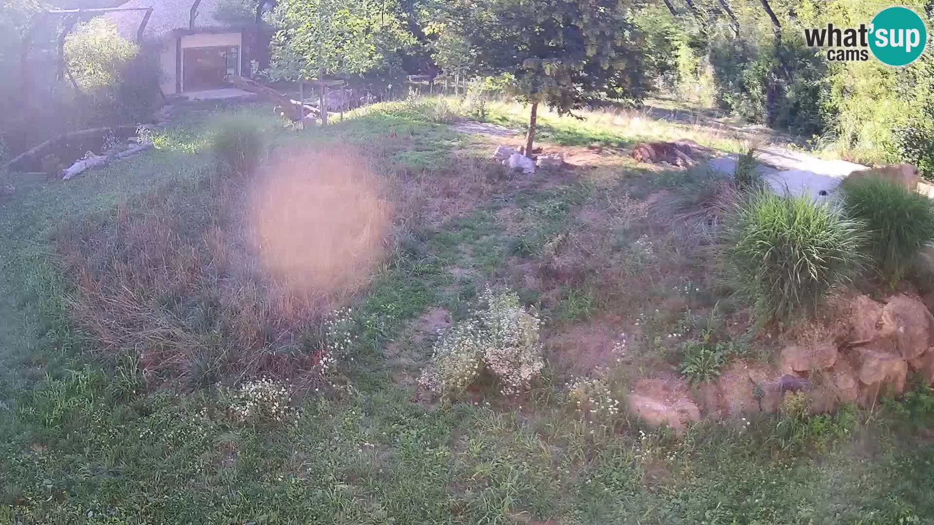 Zoo Ljubljana webcam Löwen