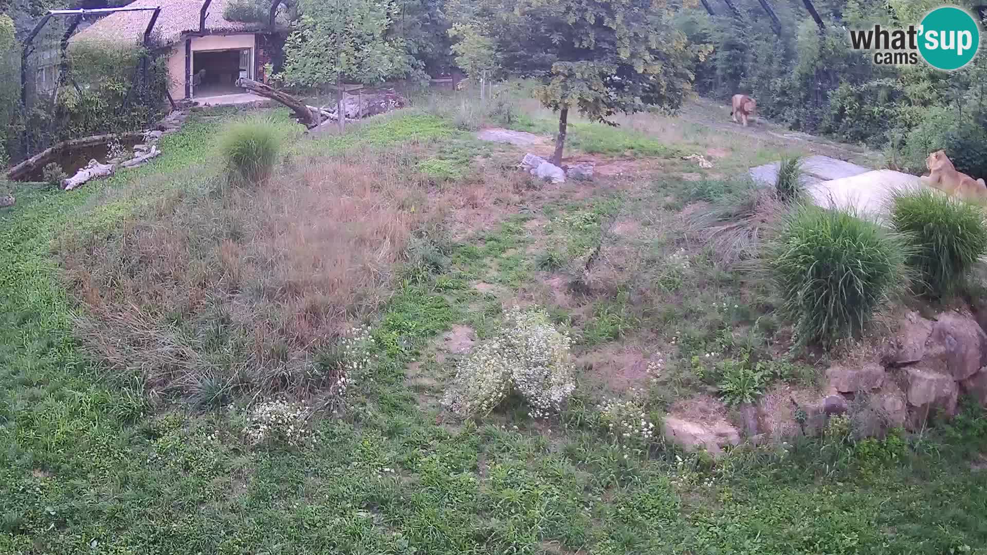 Zoo Ljubljana webcam Löwen