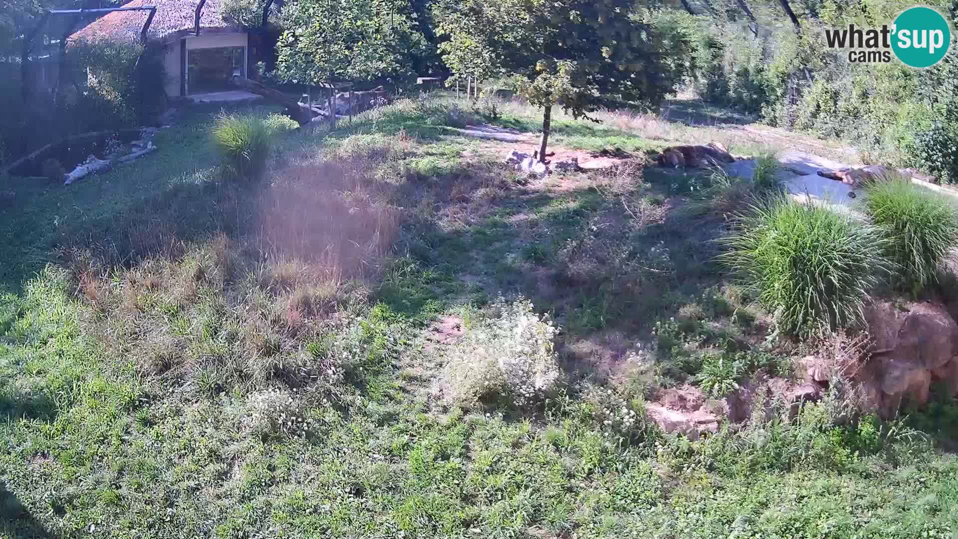 Zoo Ljubljana camera en vivo Leones