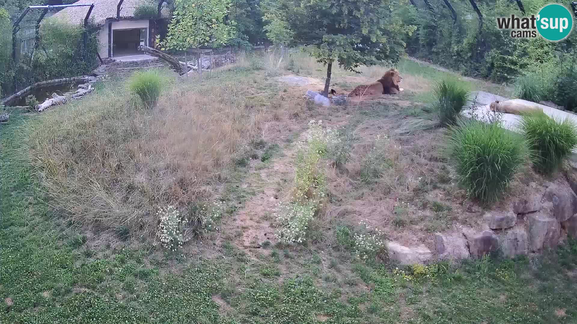 Zoo Ljubljana webcam Löwen