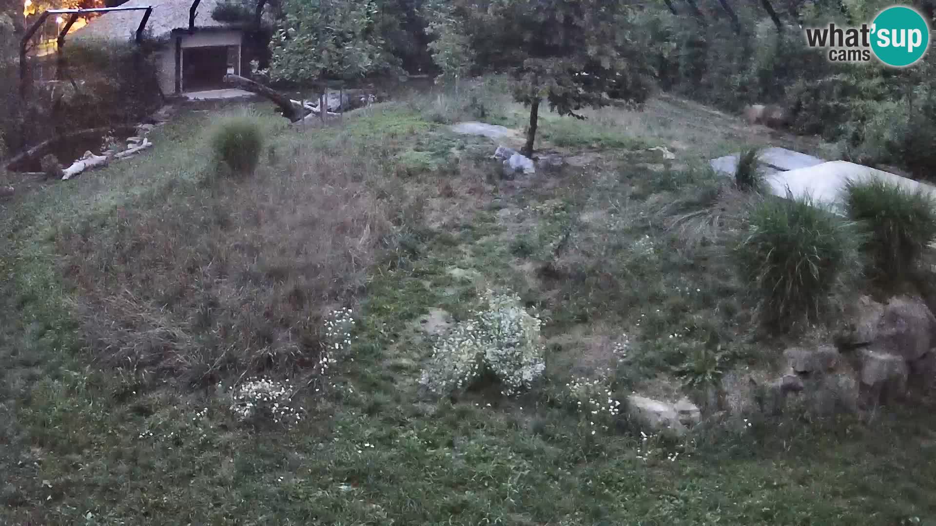 Live Ljubljana Zoo webcam Lion