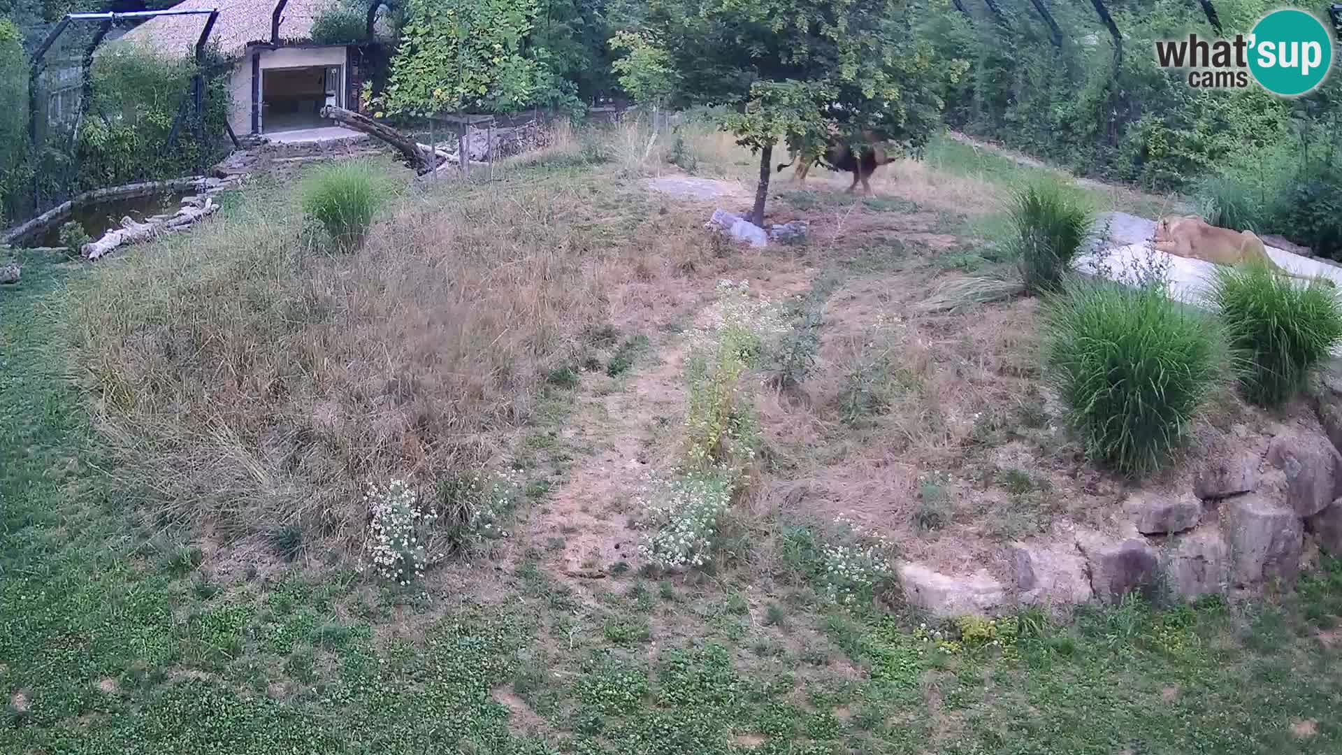 Zoo Ljubljana camera en vivo Leones
