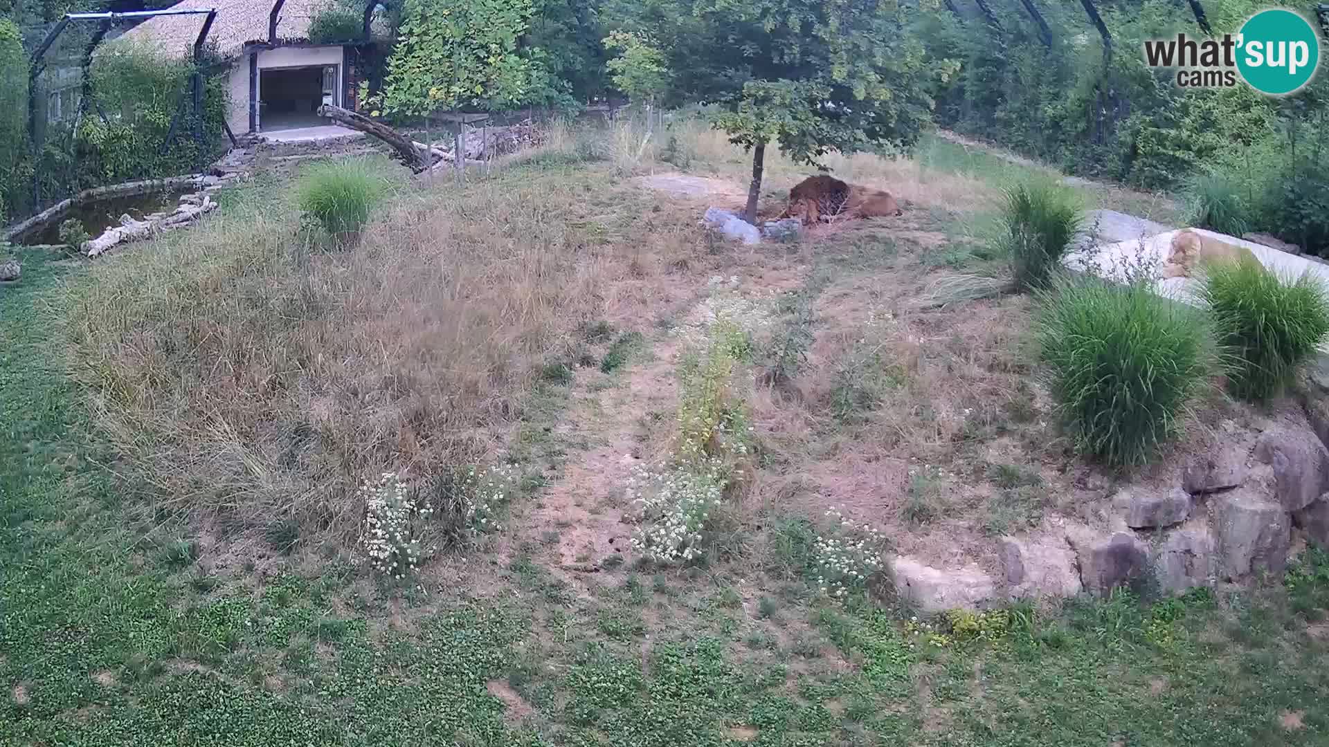 Live Ljubljana Zoo webcam Lion