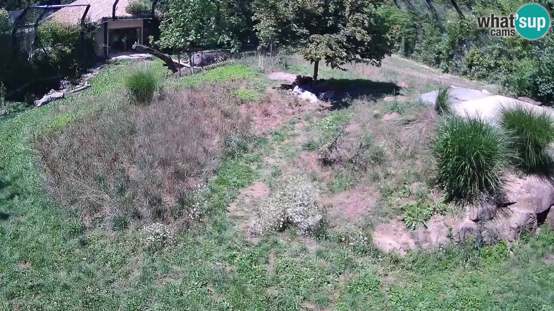 Zoo Ljubljana webcam Löwen