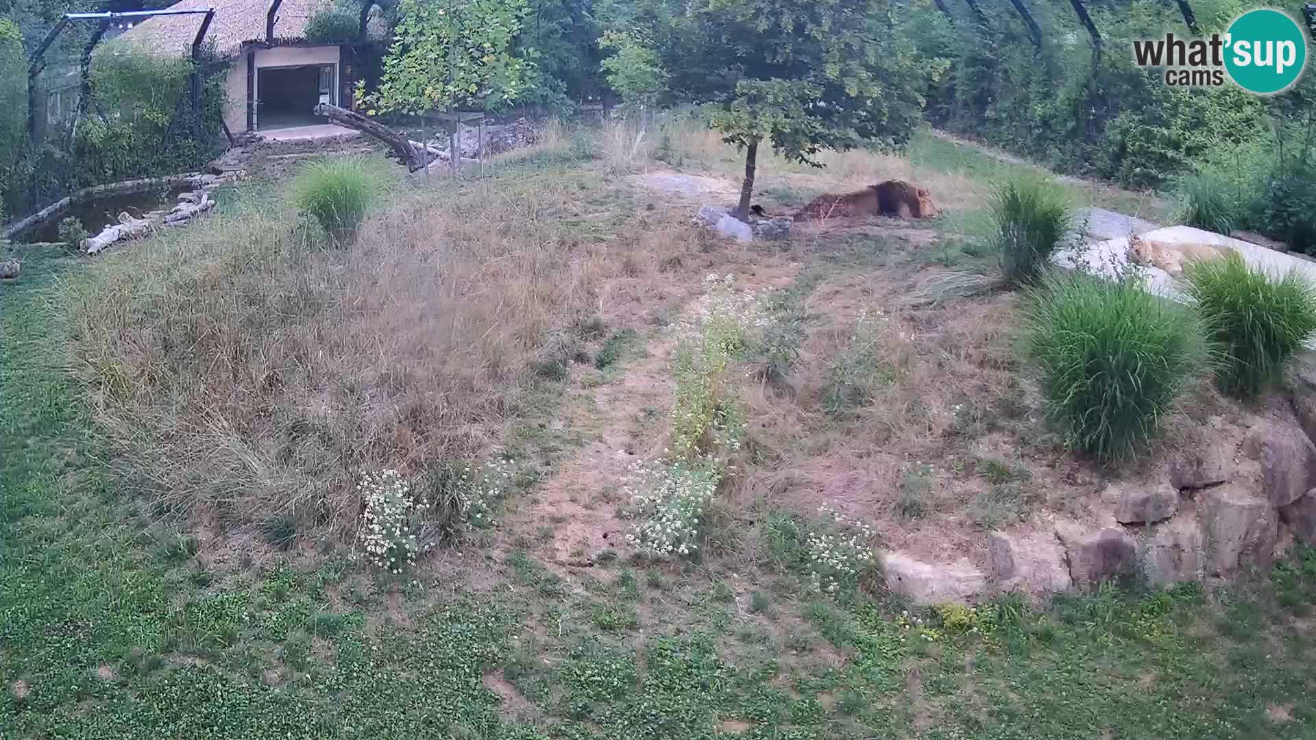 Zoo Ljubljana webcam Löwen