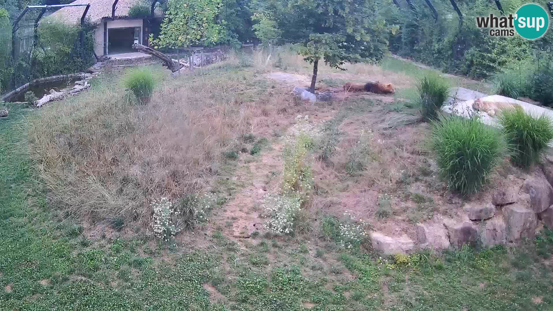 Ljubljana Zoo webcam Lion
