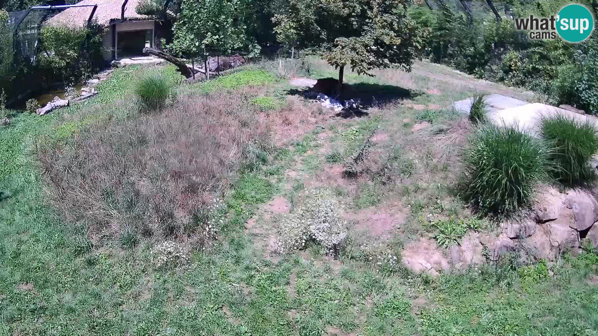 Live Ljubljana Zoo webcam Lion