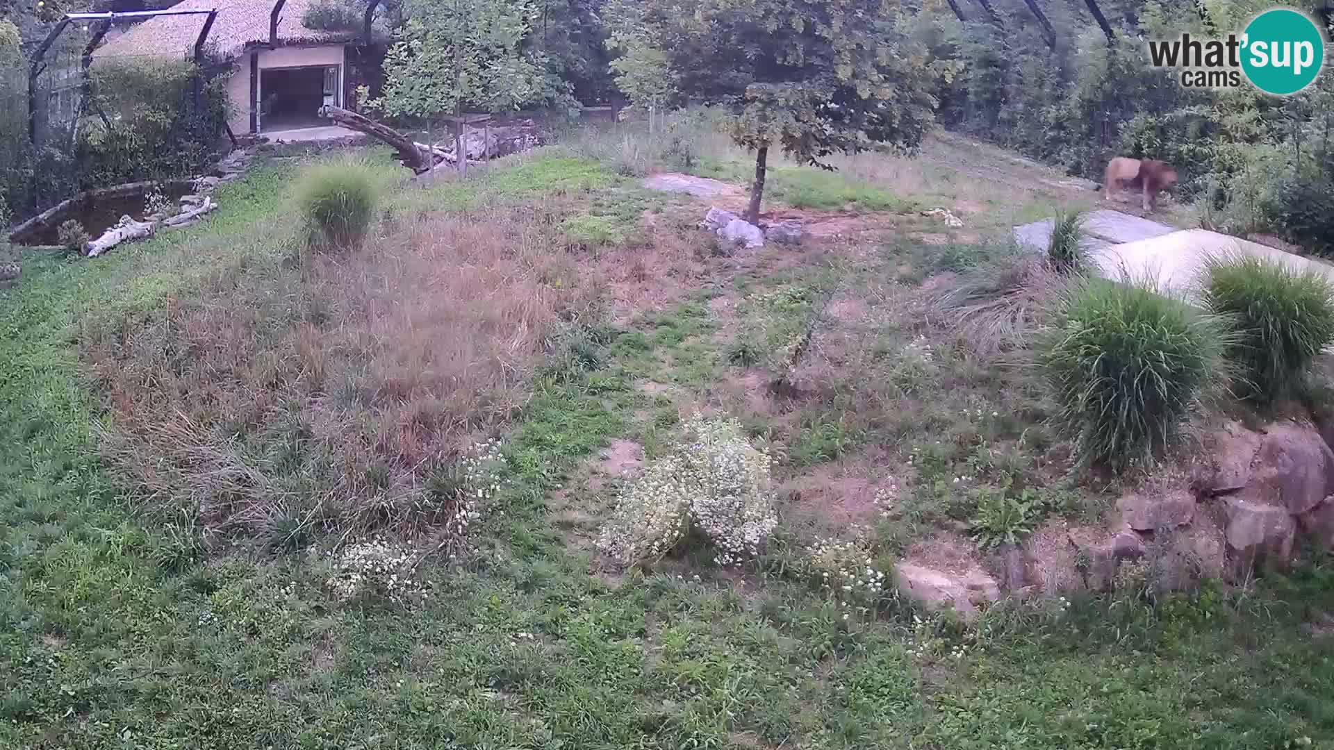 Live Ljubljana Zoo webcam Lion