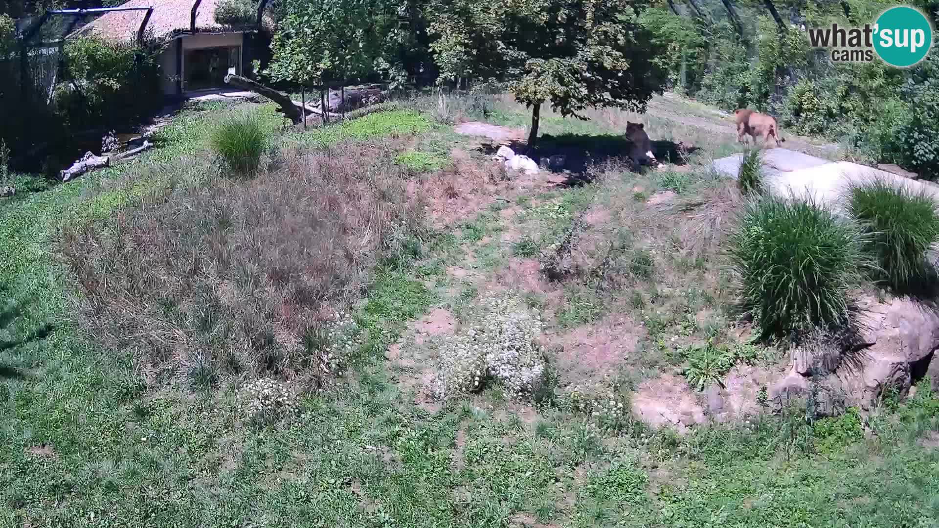 Zoo Lubiana live webcam Leoni