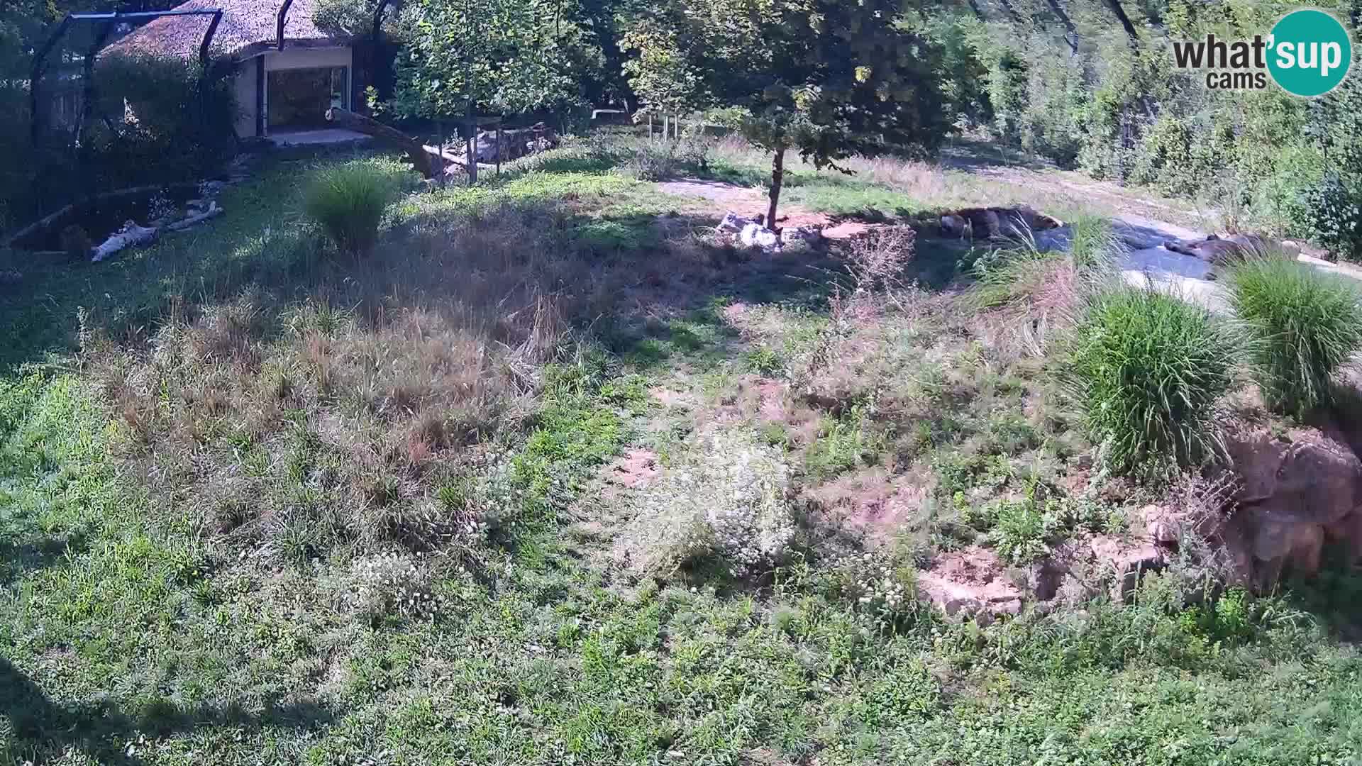 Zoo Ljubljana camera en vivo Leones