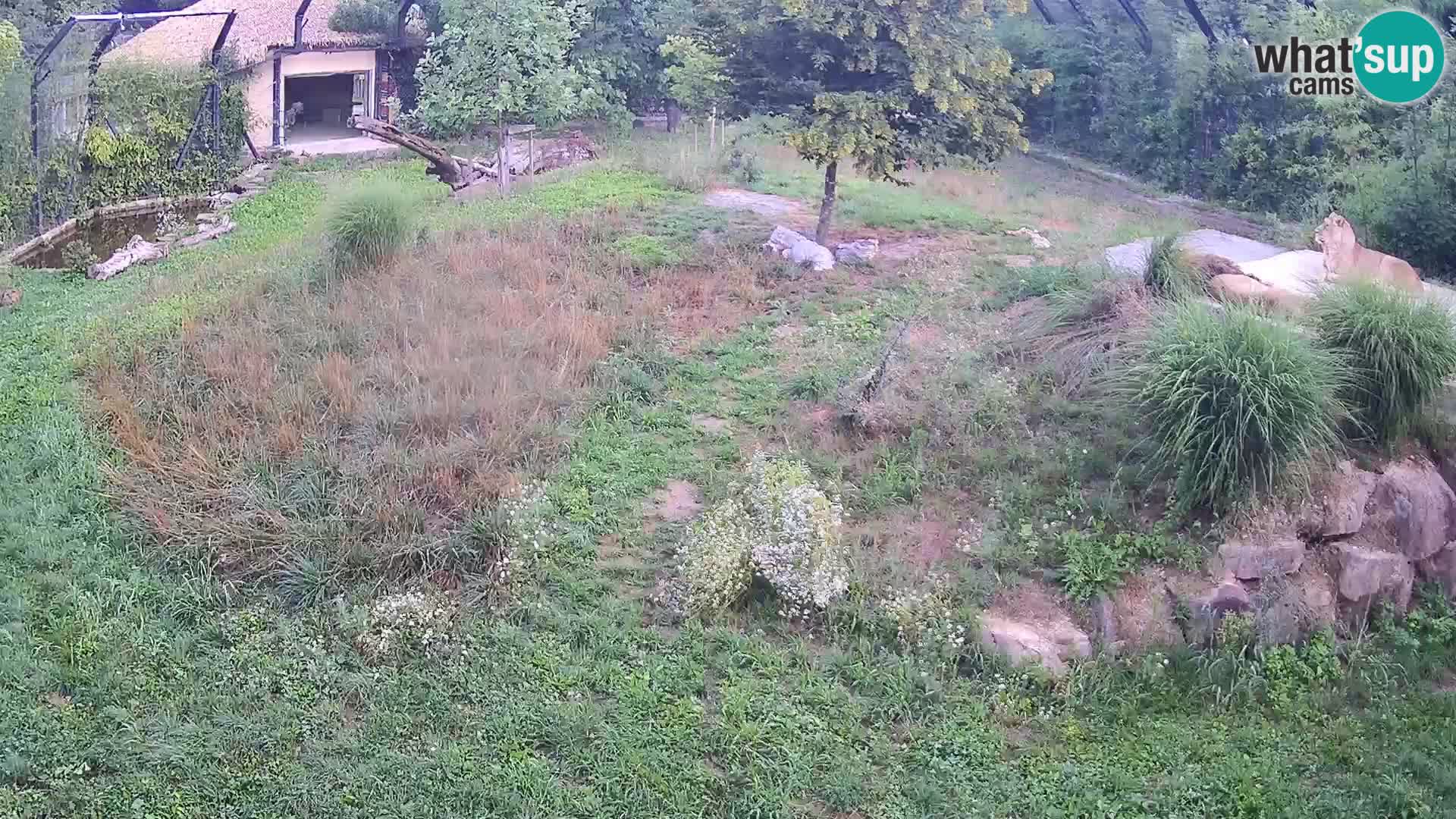 Zoo Ljubljana webcam Löwen