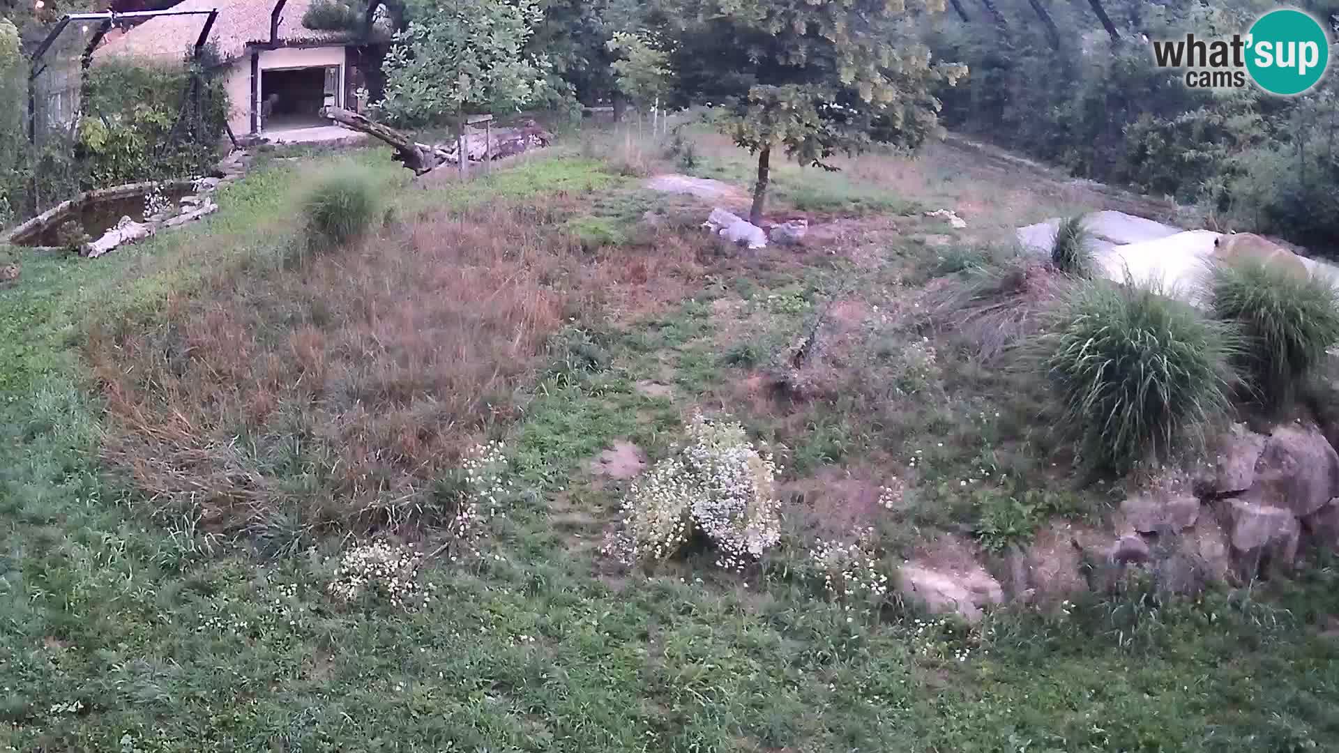 Ljubljana Zoo webcam Lion