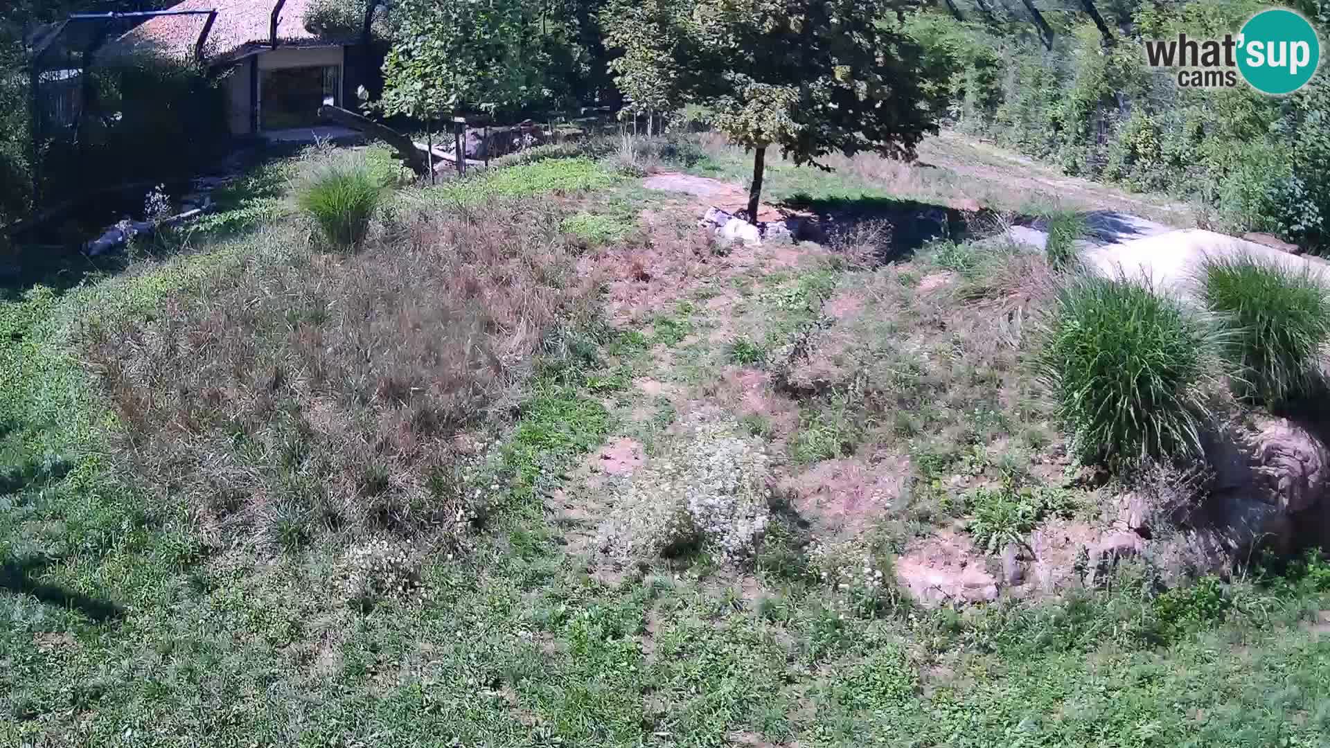Live Ljubljana Zoo webcam Lion
