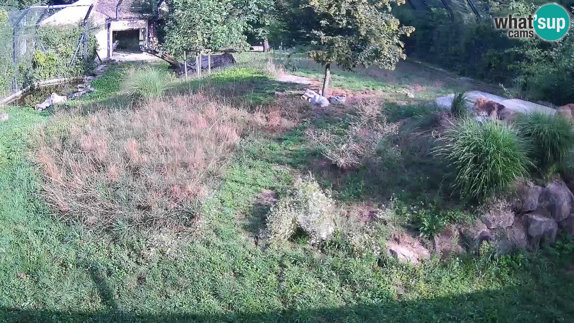 Zoo Lubiana live webcam Leoni