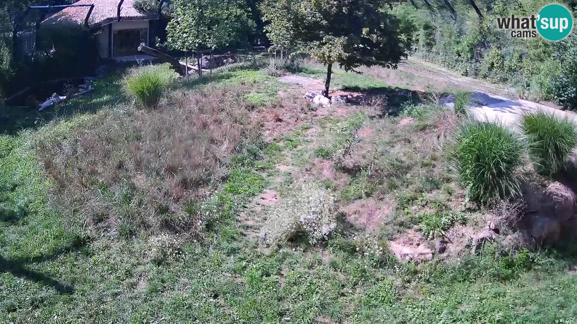 Zoo Ljubljana web kamera Lavovi