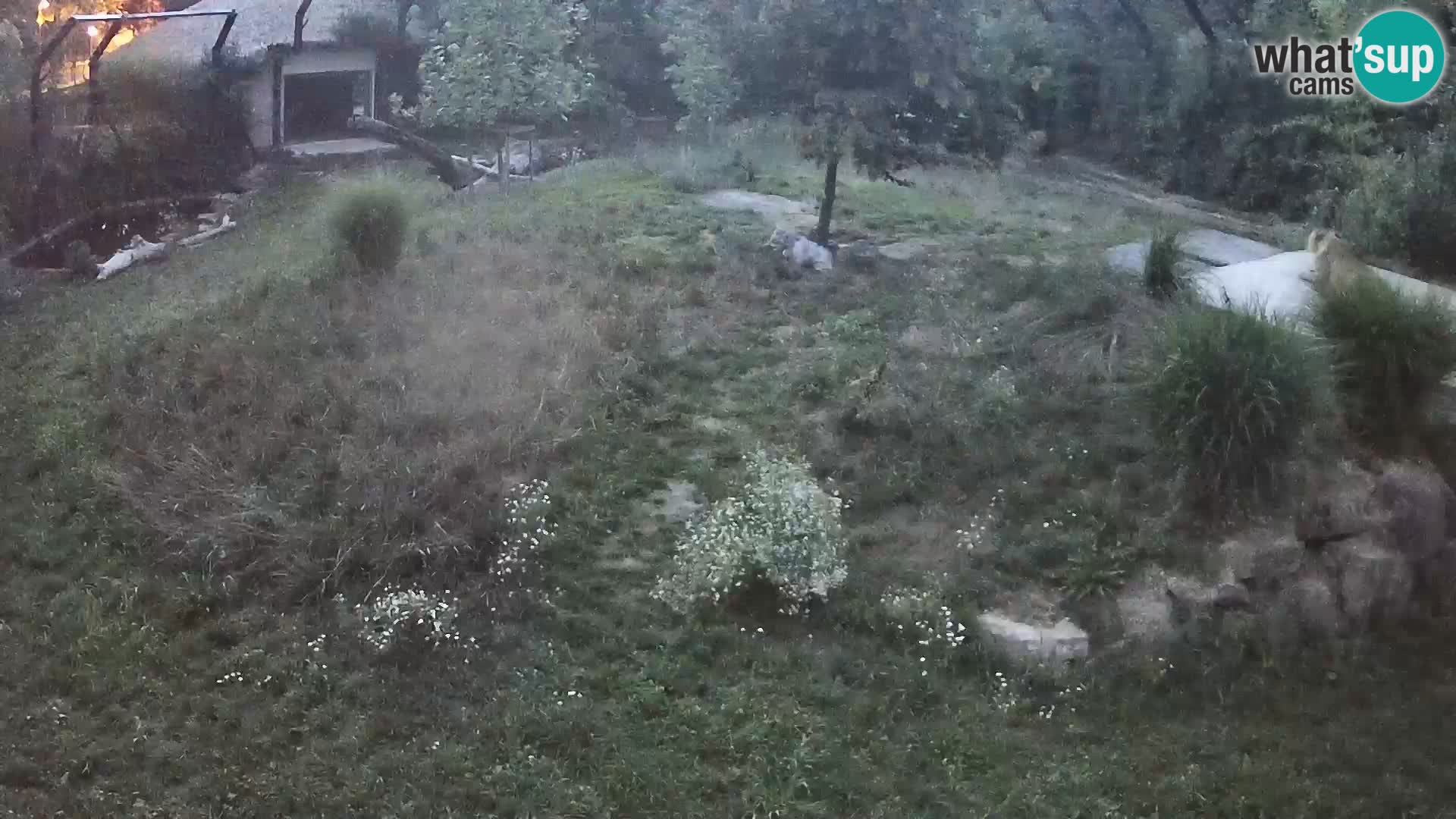 Zoo Ljubljana camera en vivo Leones