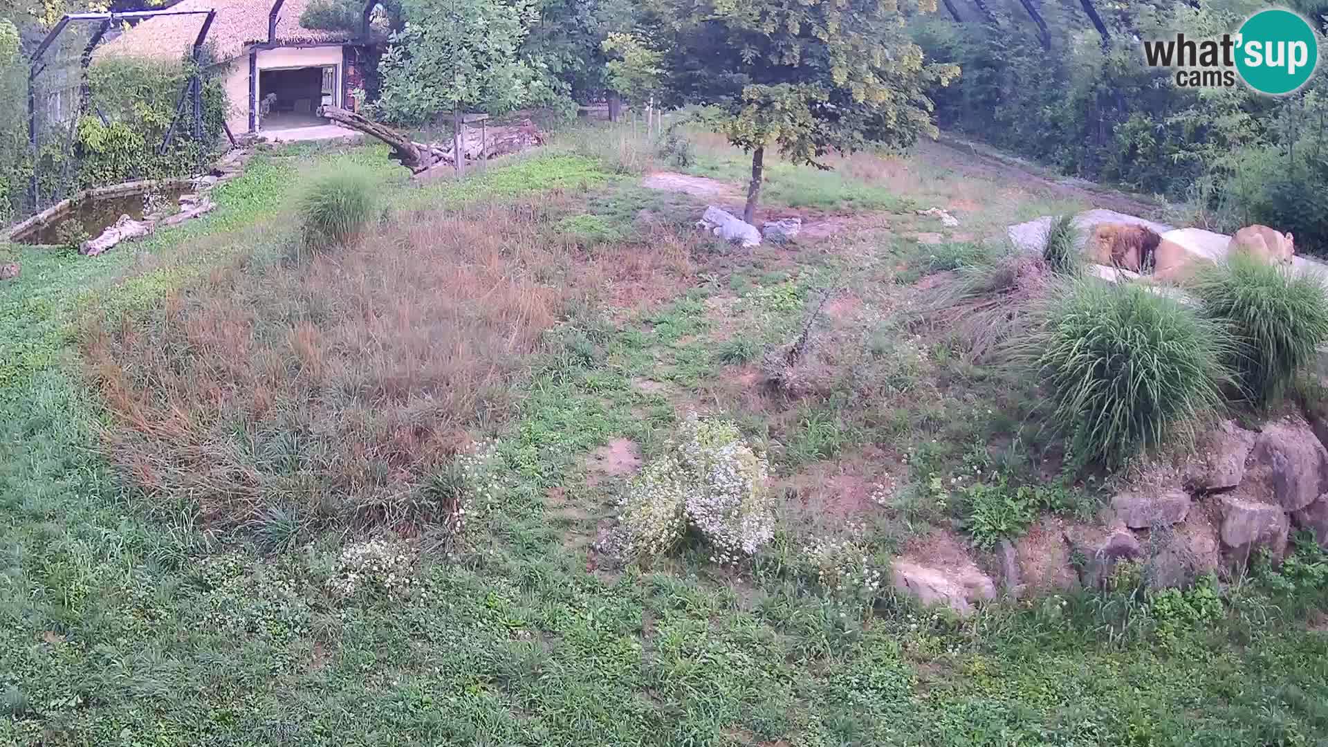 Zoo Lubiana live webcam Leoni