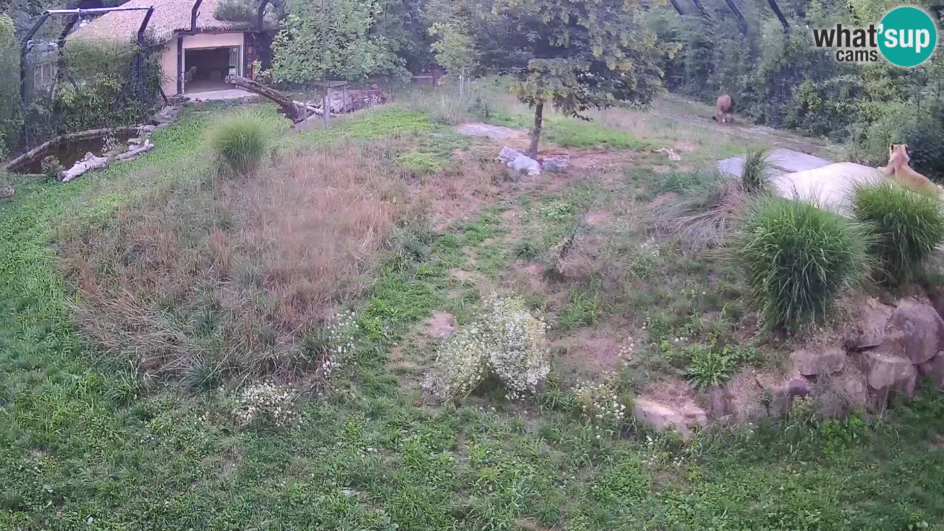 Zoo Ljubljana web kamera Lavovi